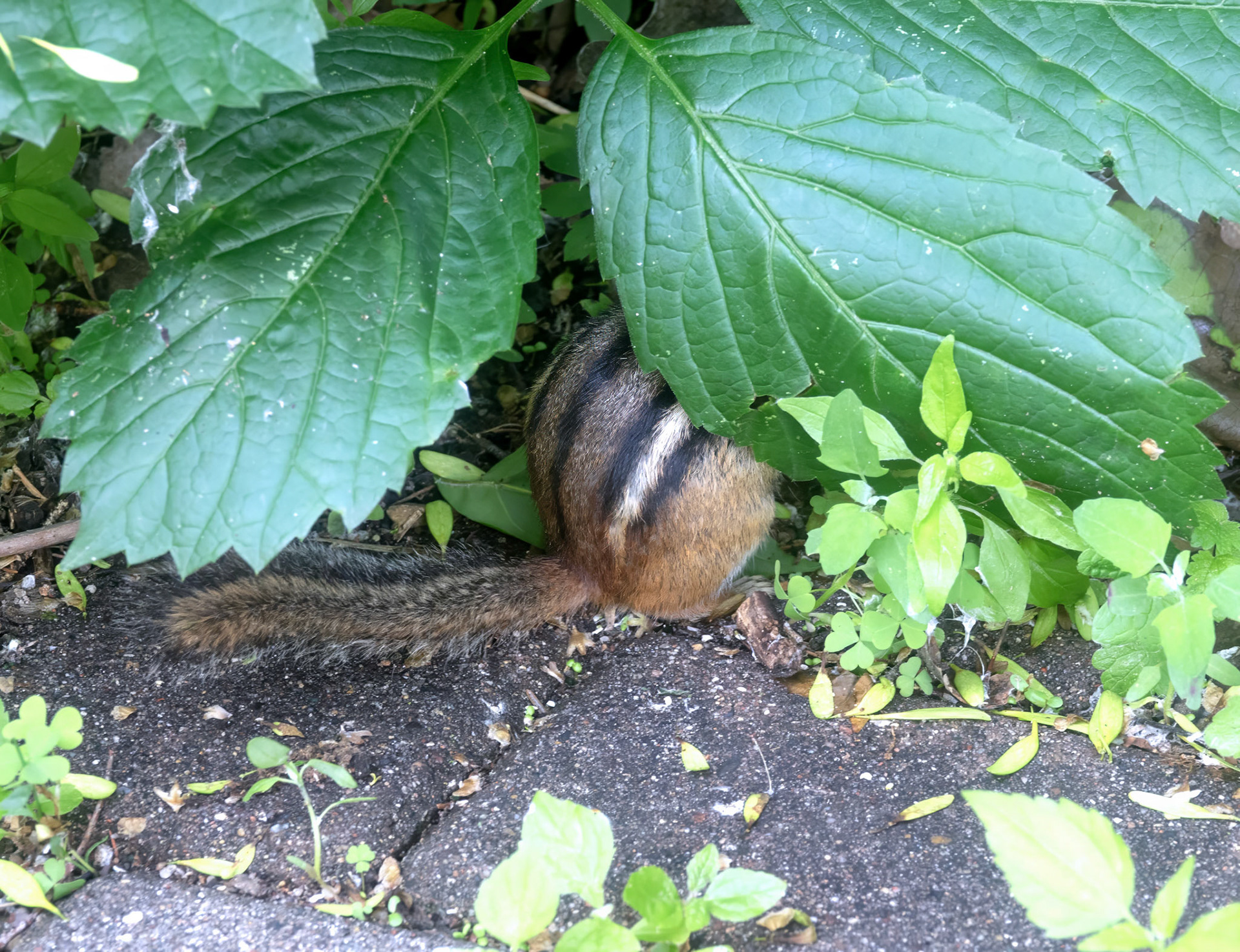 Chipmunk Hiding