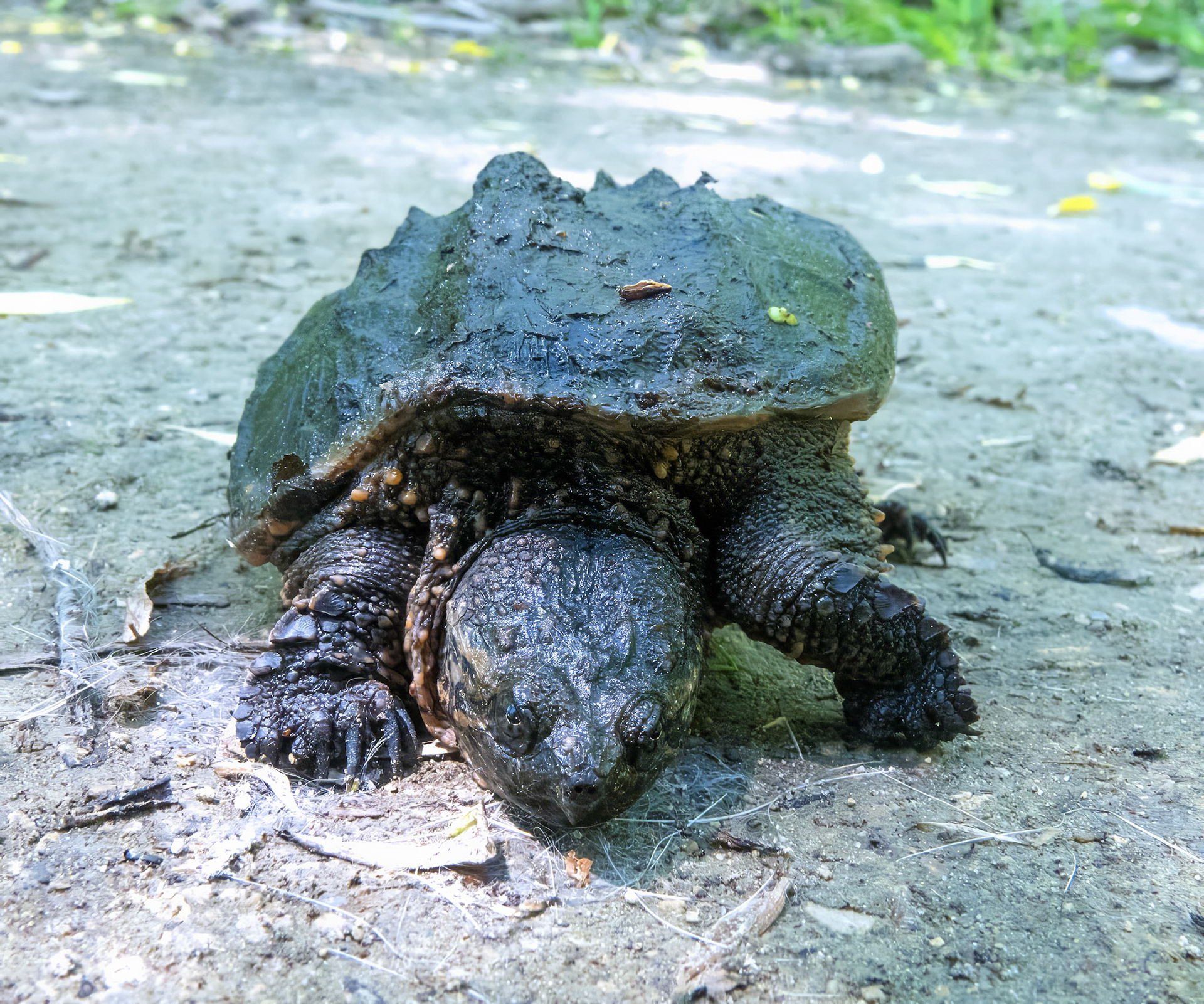 Snapping Turtle 1