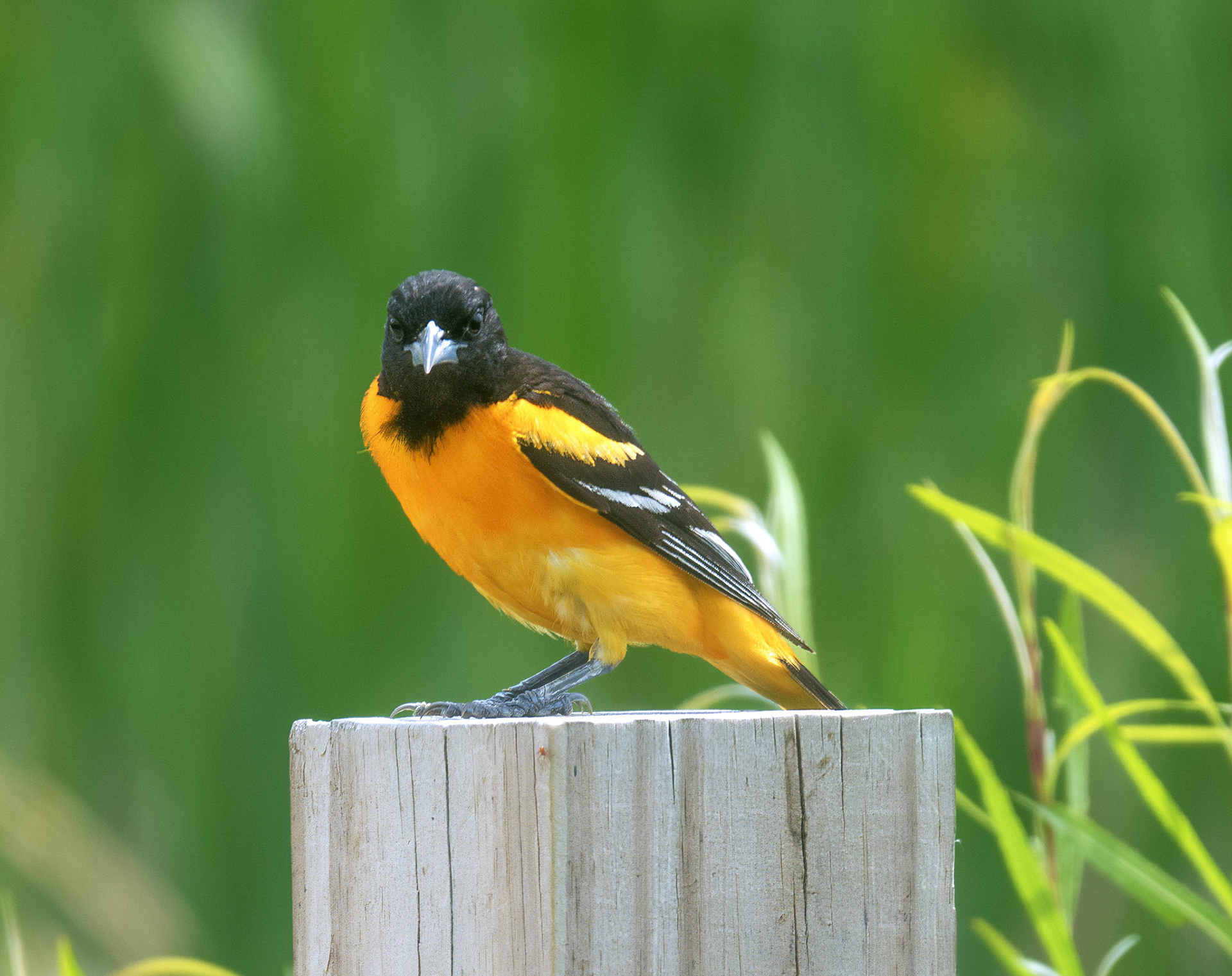 Baltimore Oriole