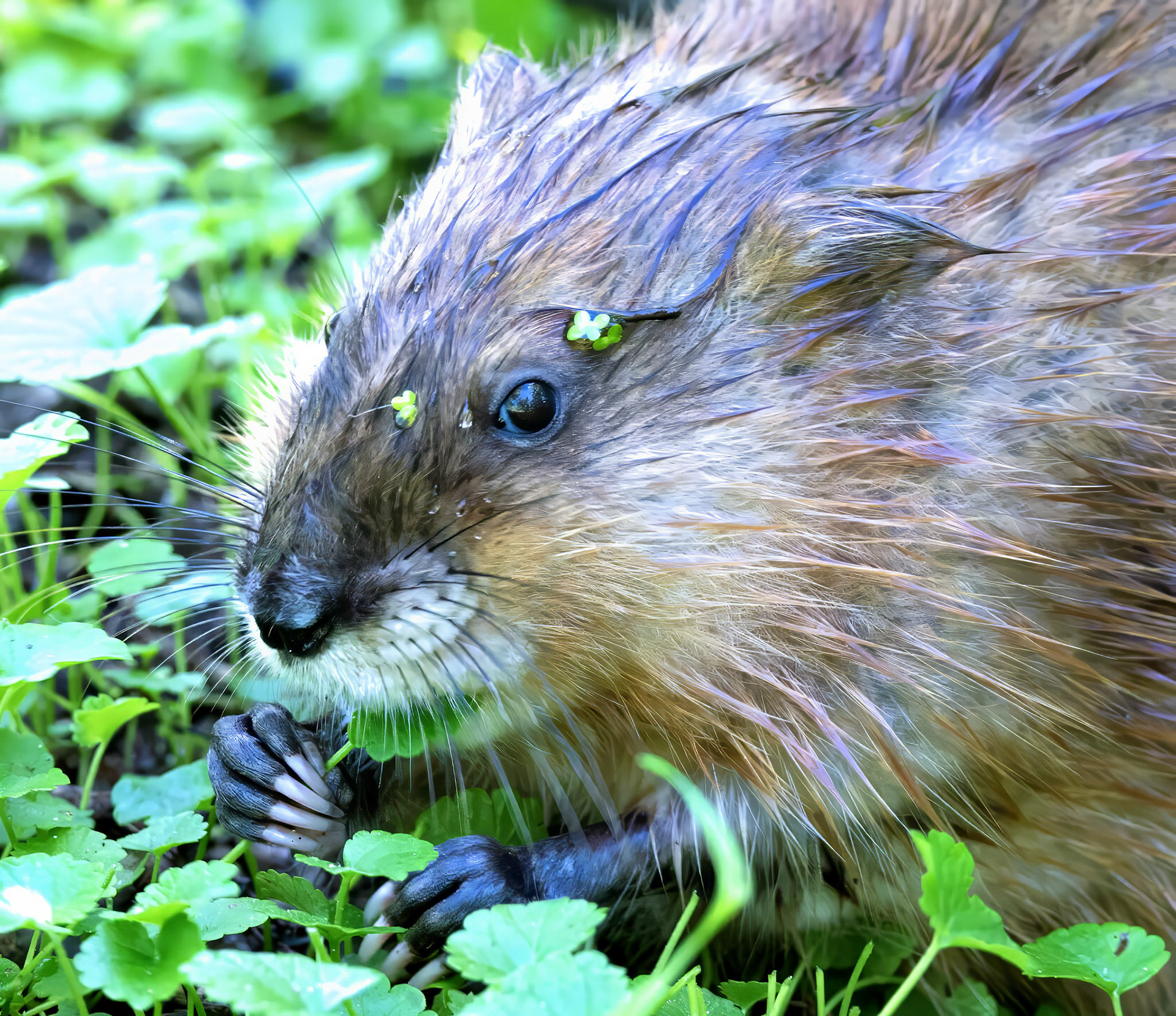 Muskrat 2