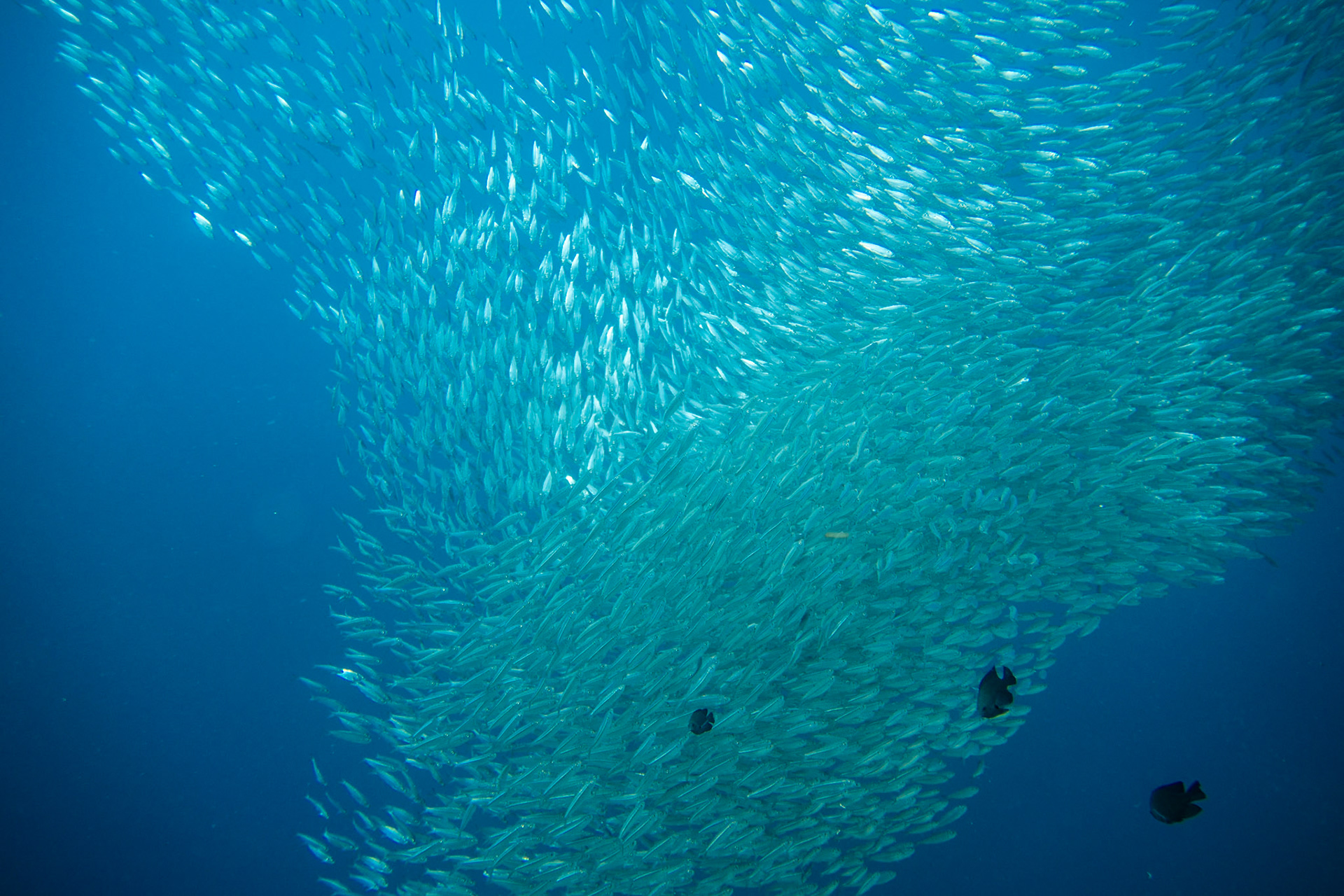 Sardine bait ball @ Moalboal