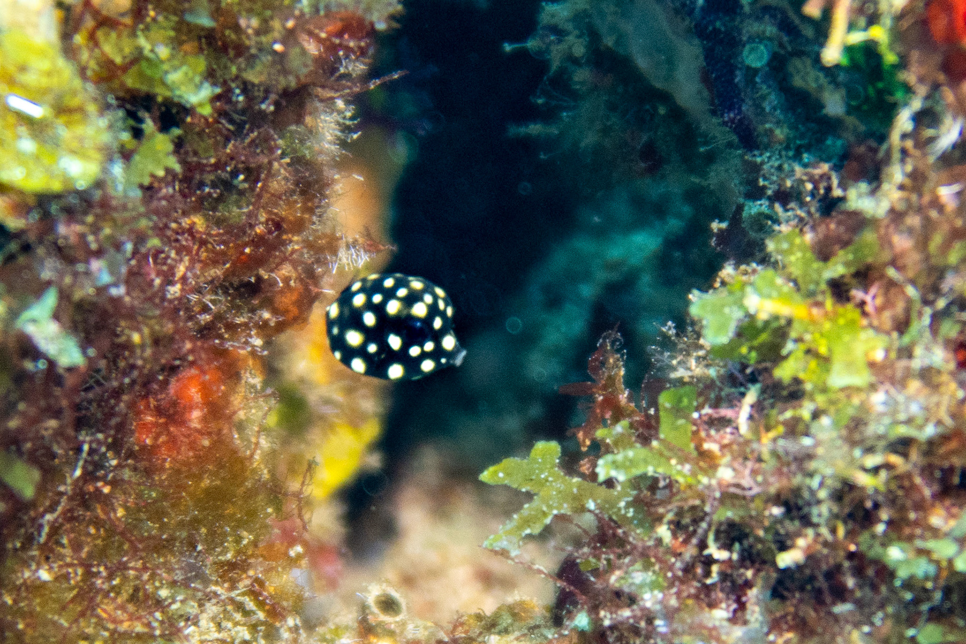 Juvenile Smooth Trunkfish