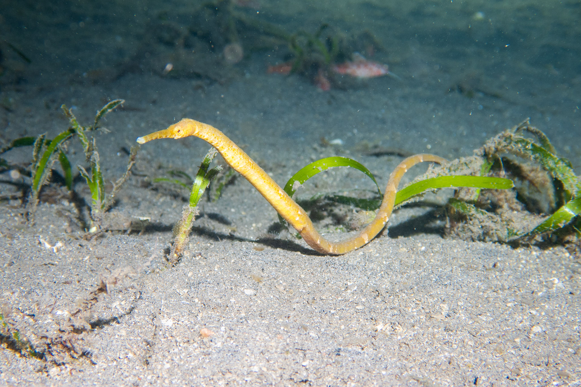 Short-tailed pipefish