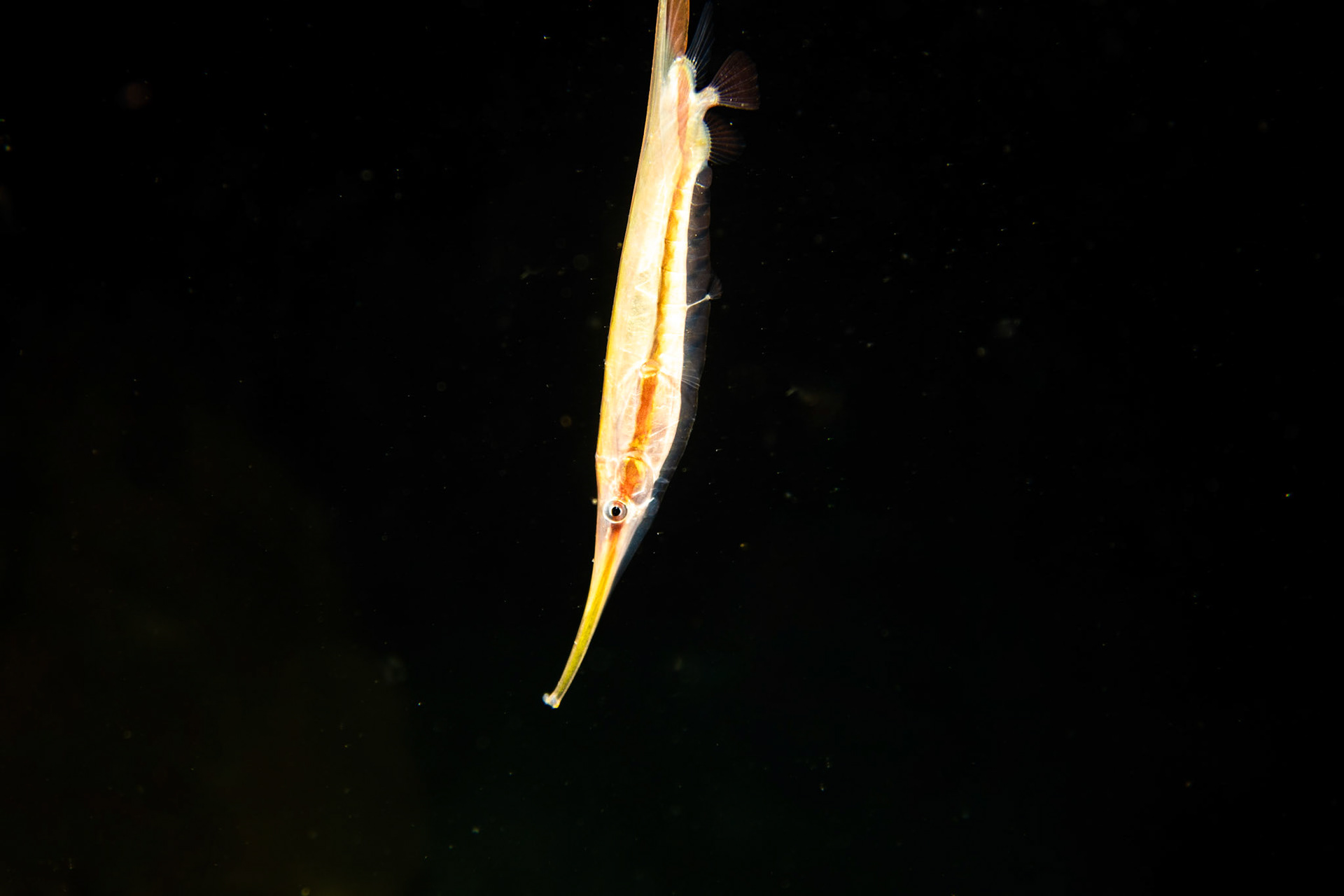 Rigid shrimpfish (normally in a small group)