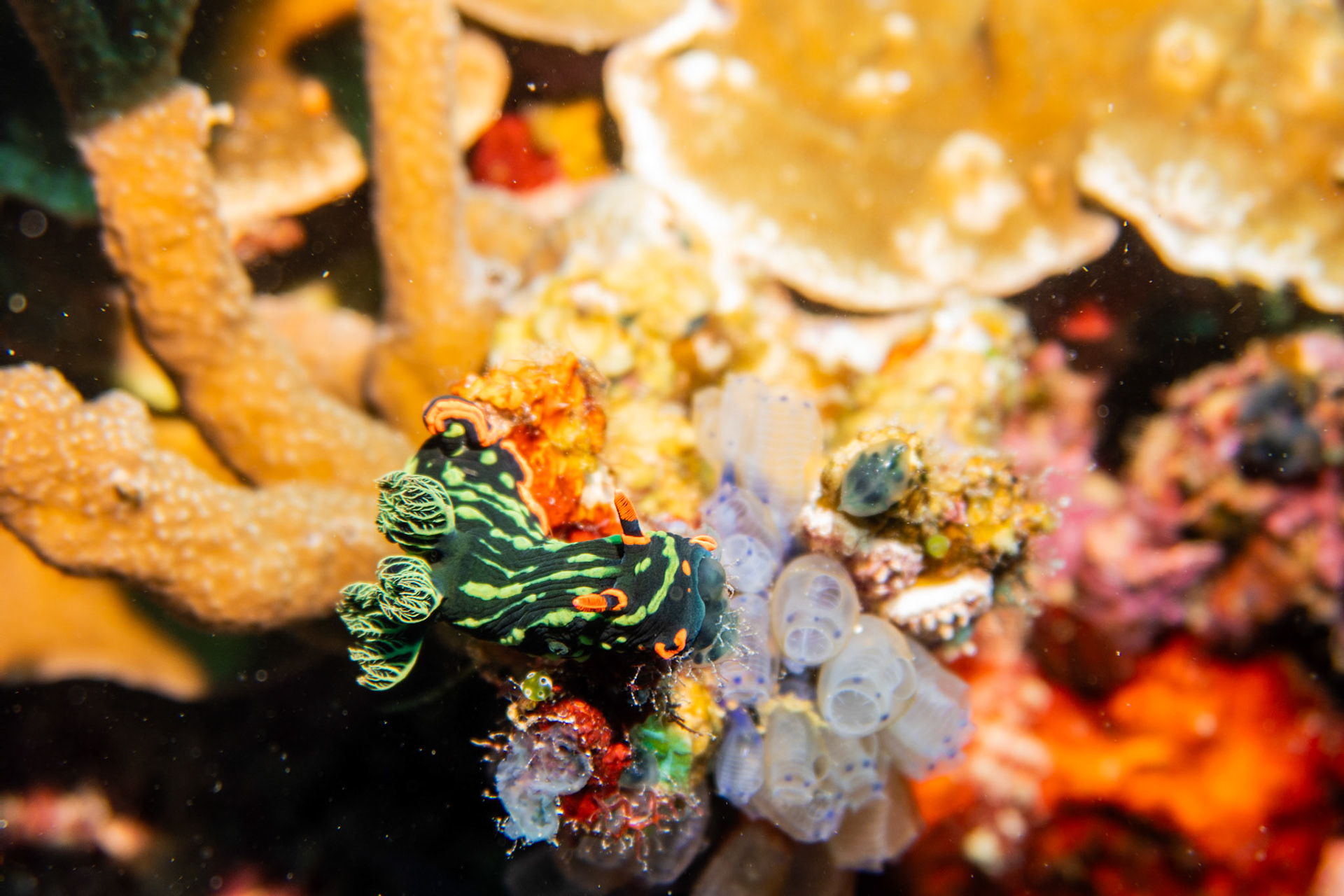 Nudibranch nembrotha kubaryana