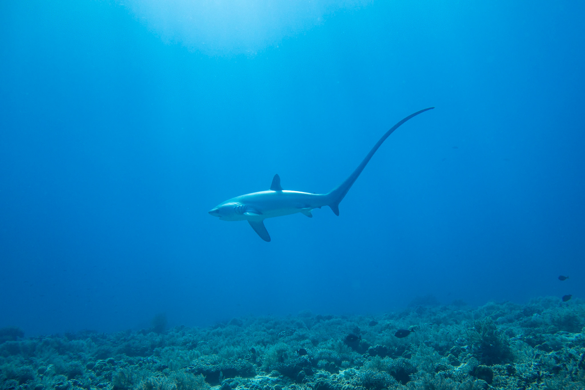 Thresher shark