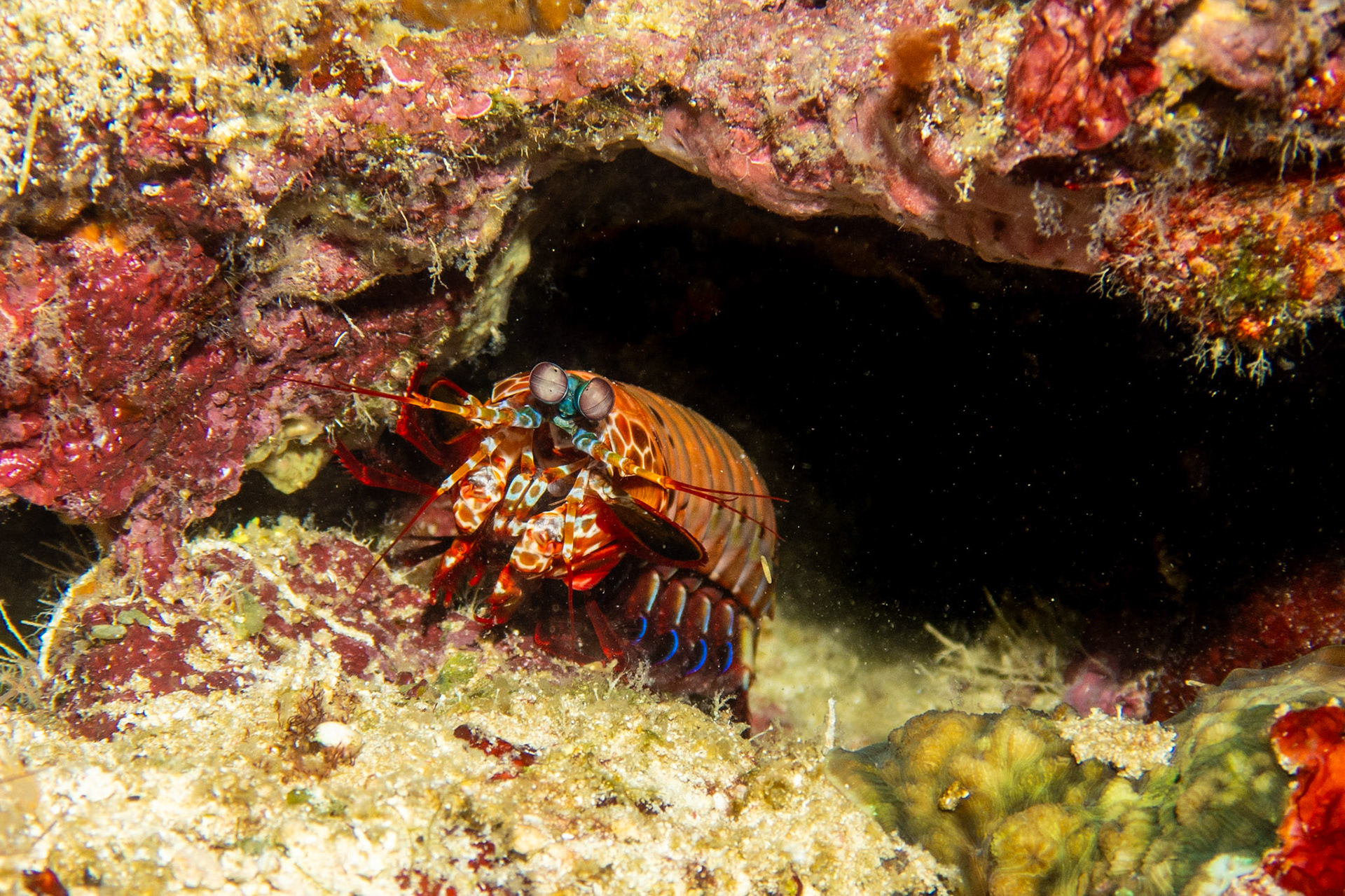Peacock mantis shrimp