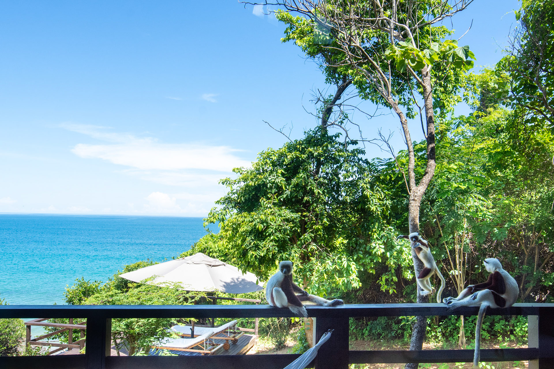 Coquerel's sifaka lemurs