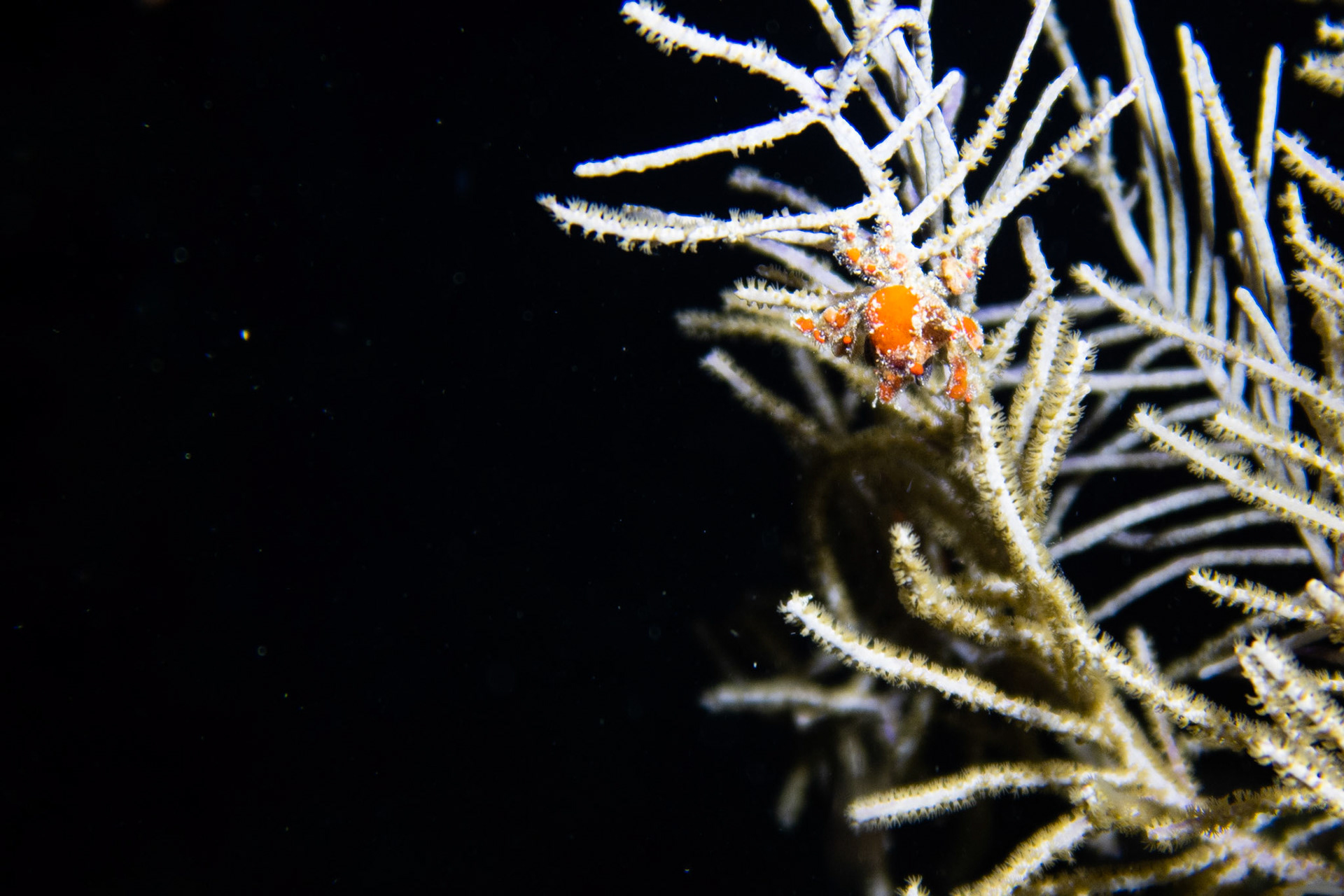 Cryptic Teardrop Crab