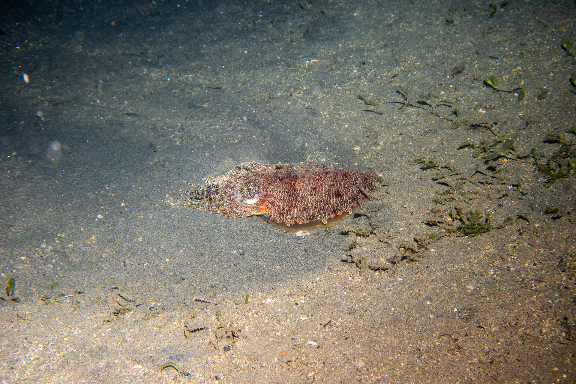 Broadclub cuttlefish