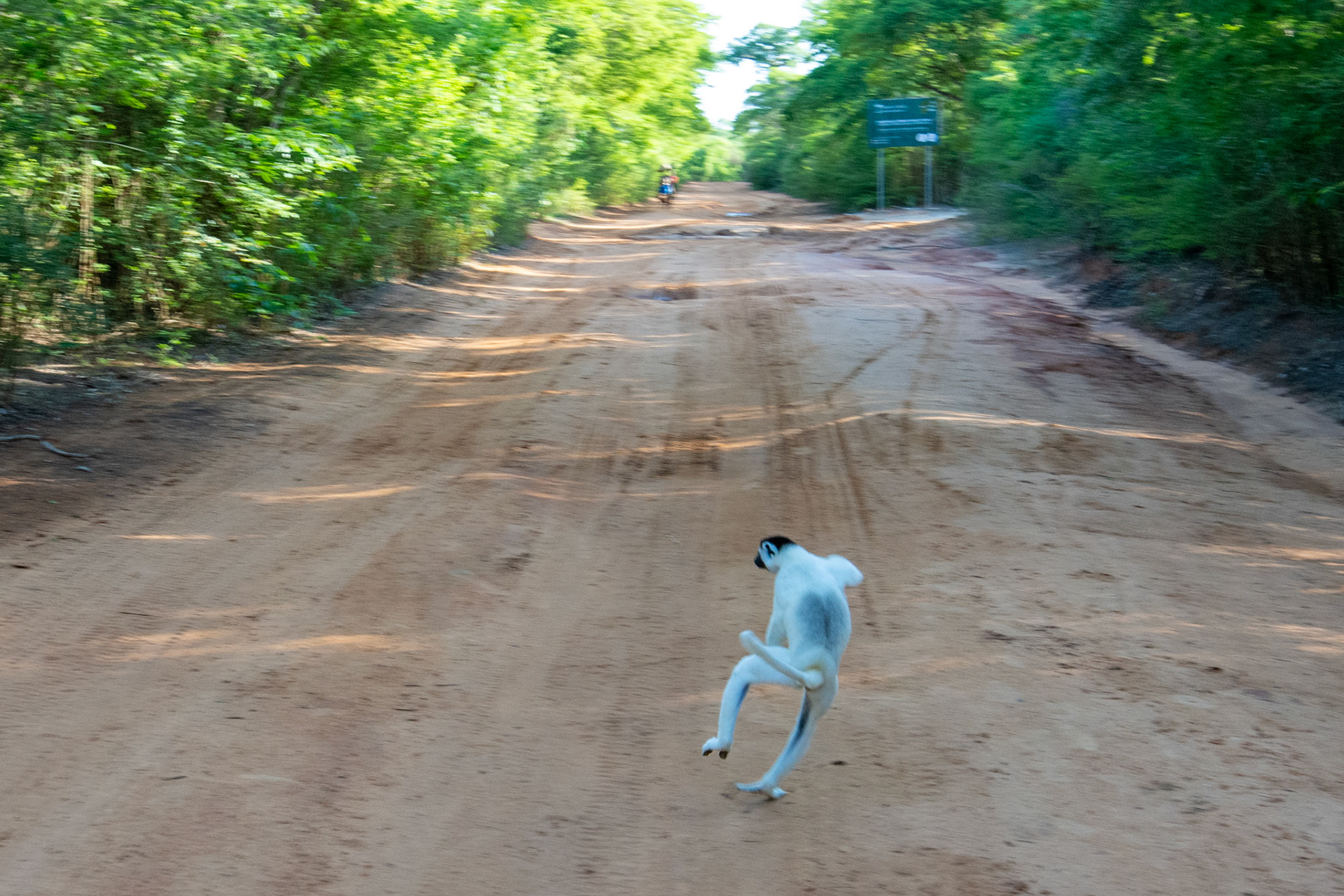A dancing white lemur