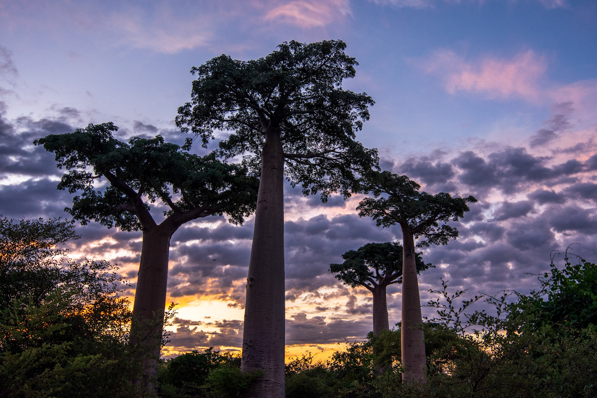 Baobabs at sunrise