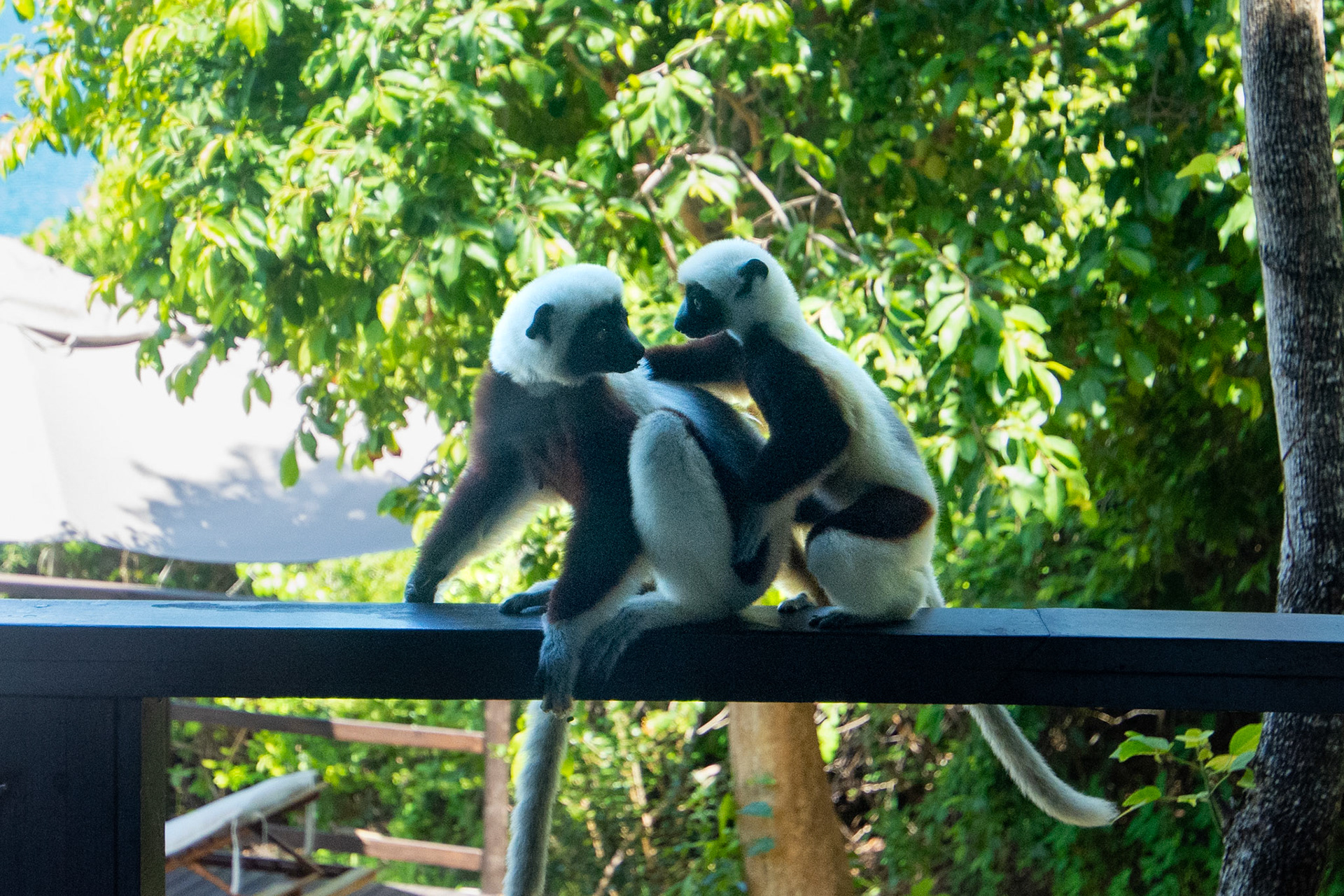 Coquerel's sifaka lemurs