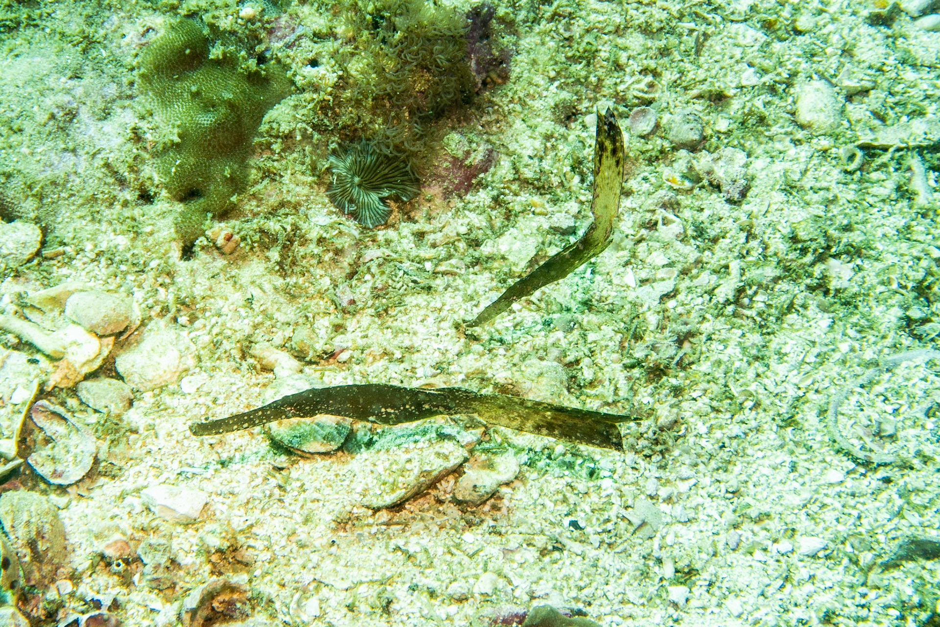 Ghost pipefish
