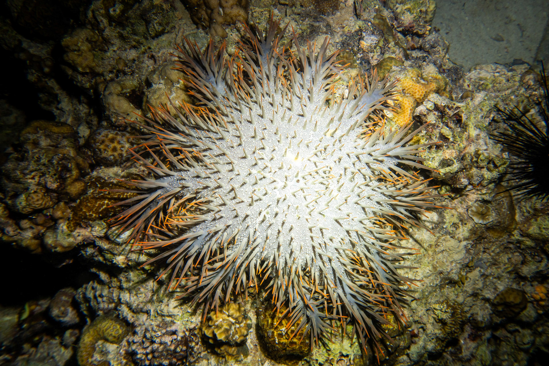 Crown of thorns starfish