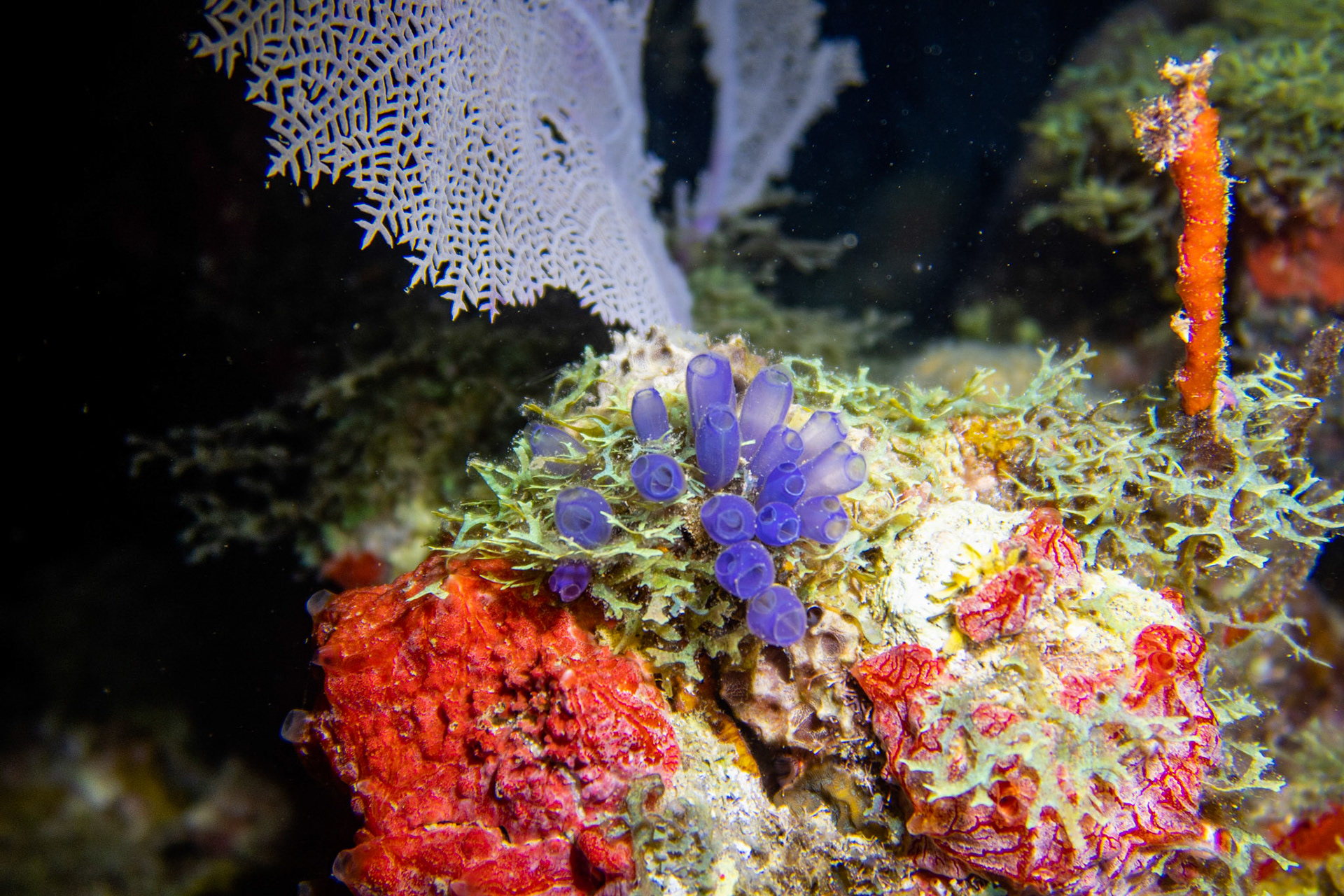 Blue Tunicates