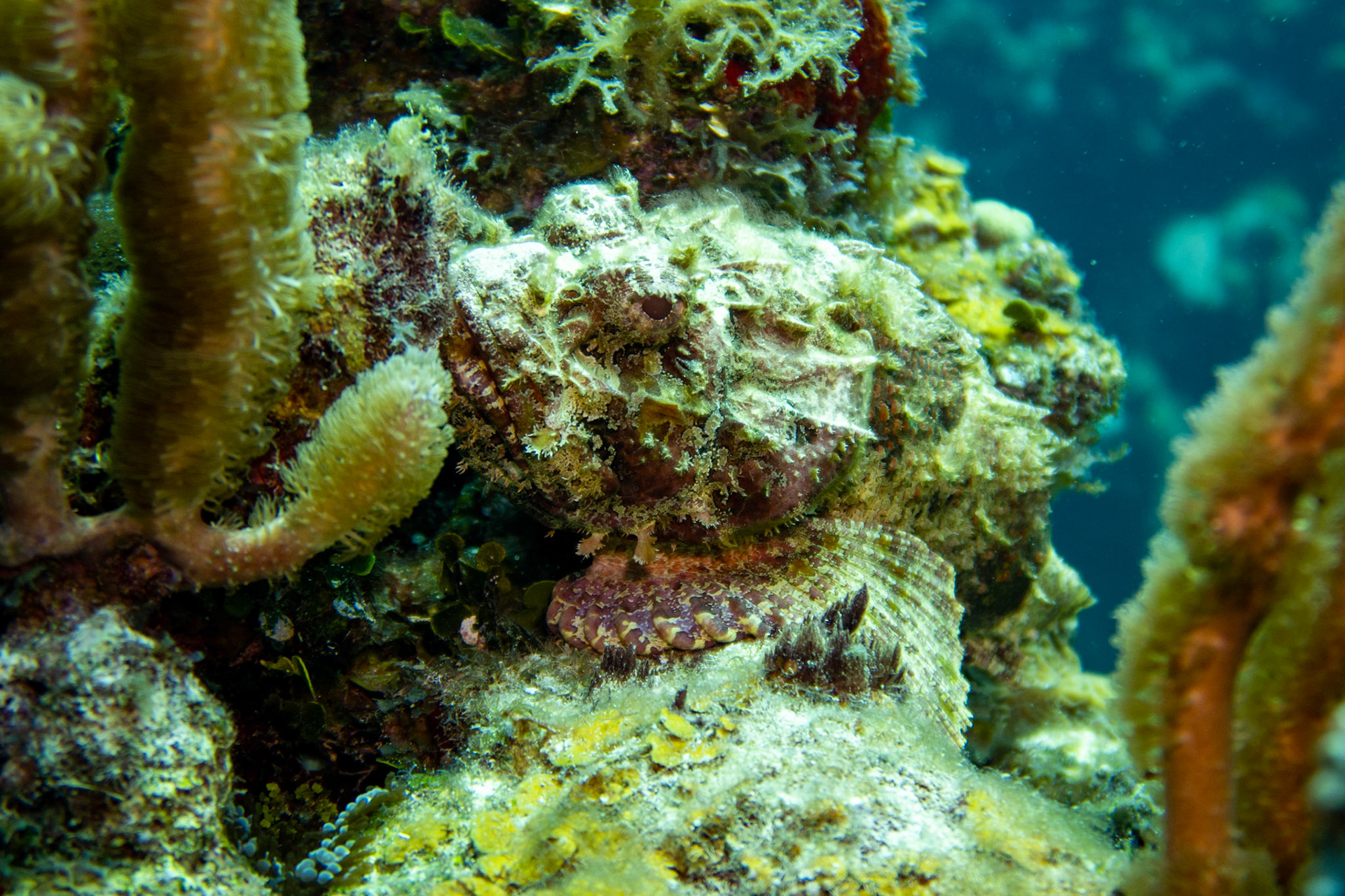 Stonefish