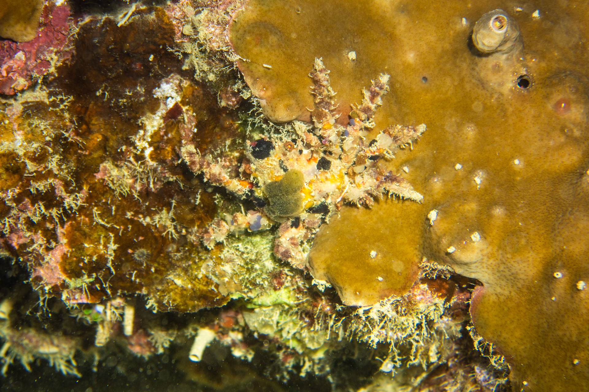 Decorator crab