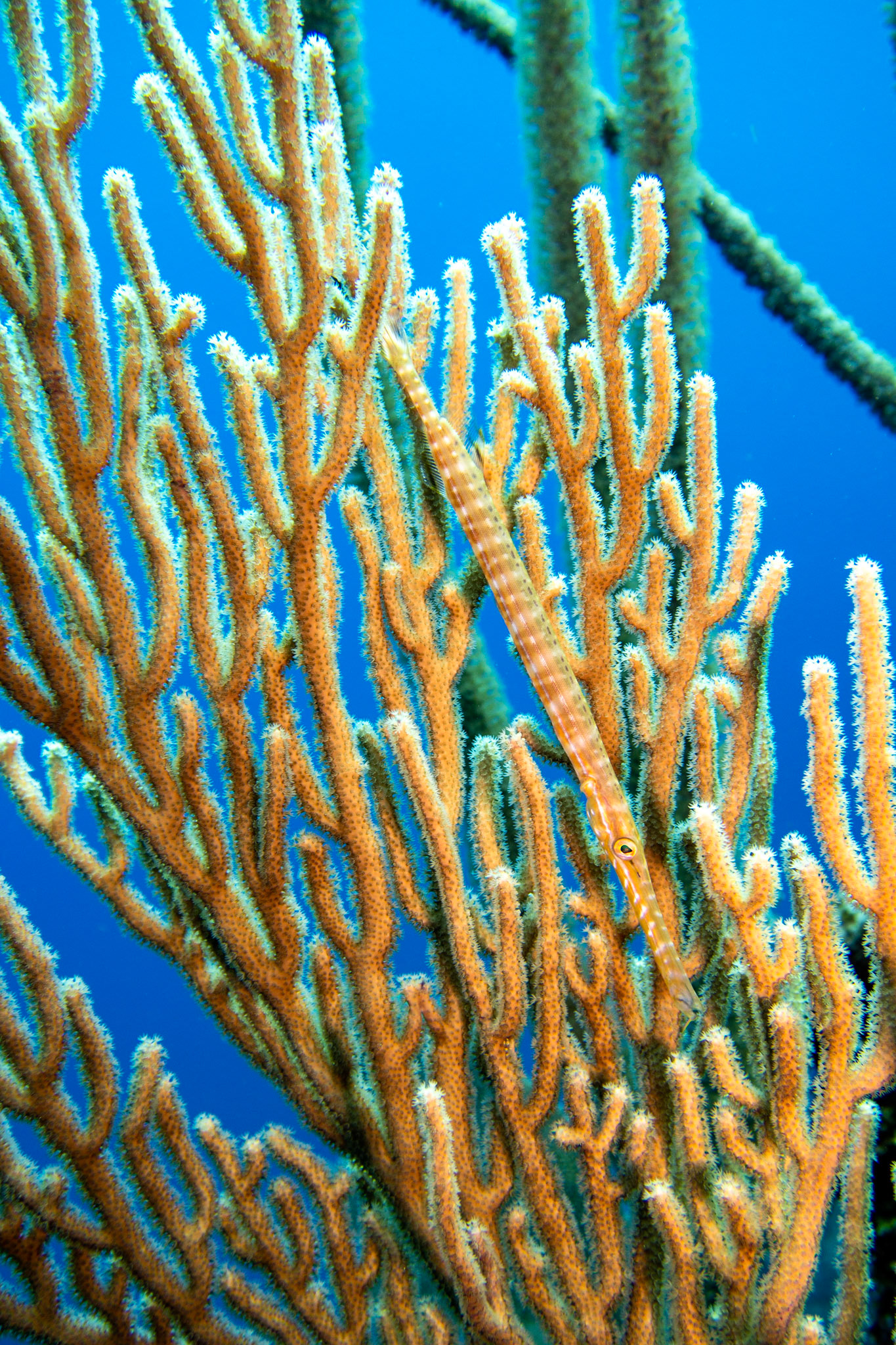 Trumpetfish