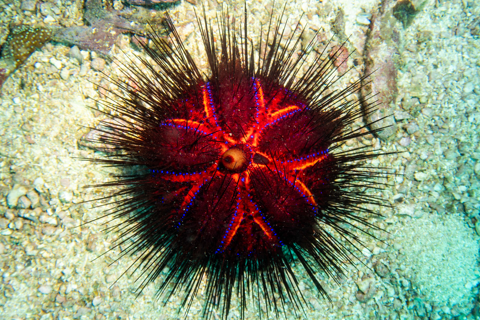 Rainbow fire sea urchin