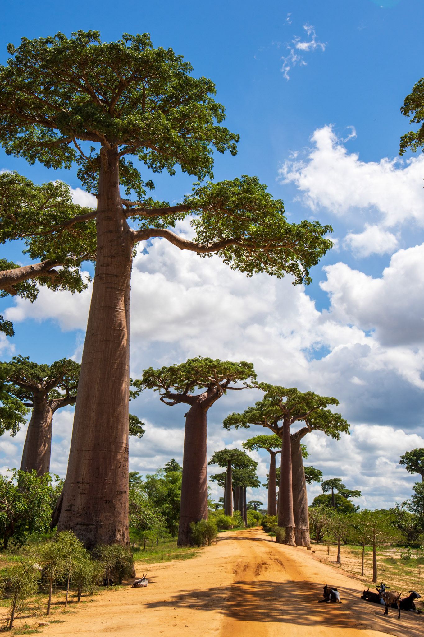 Baobab Alley