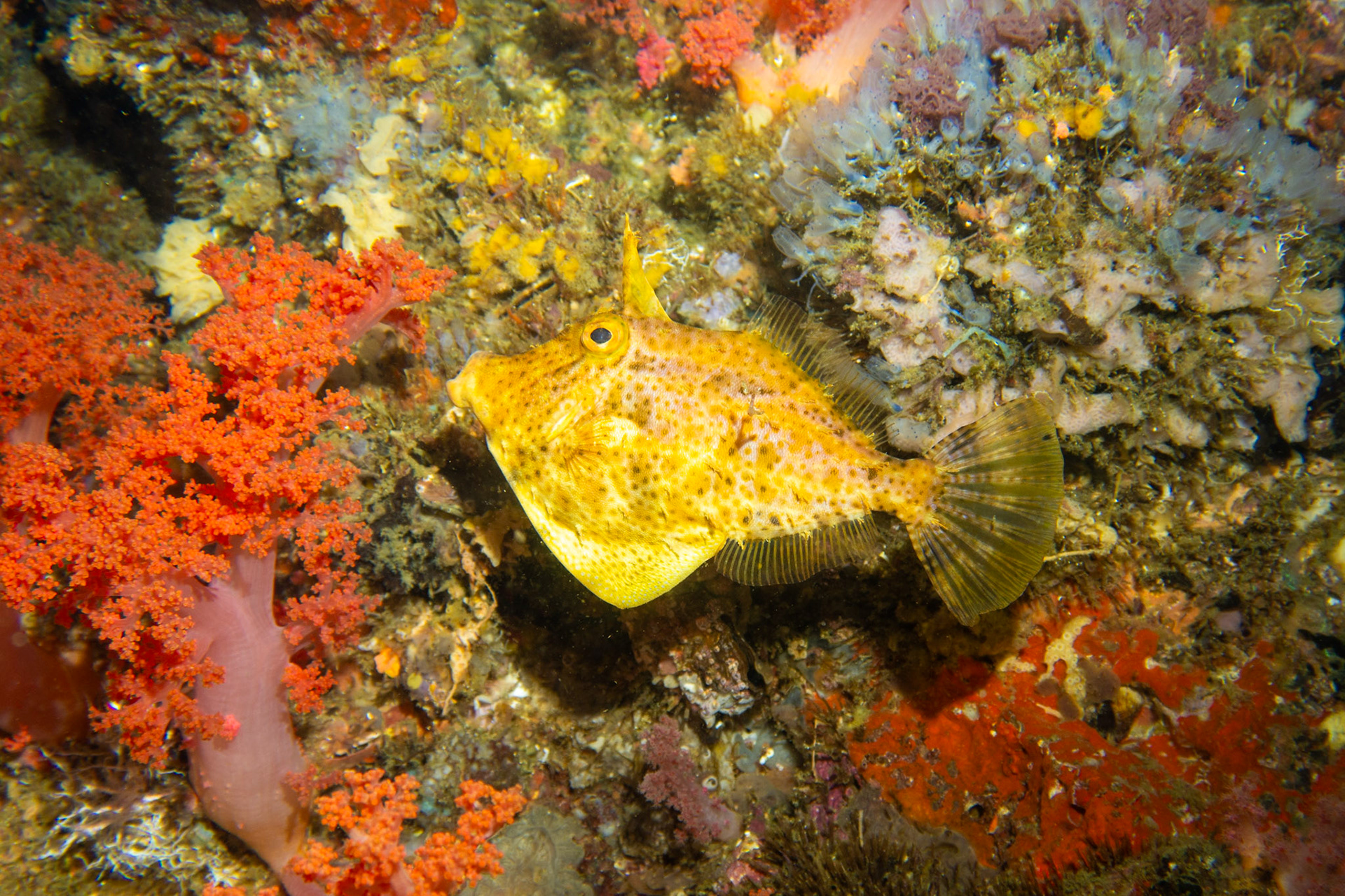 Filefish