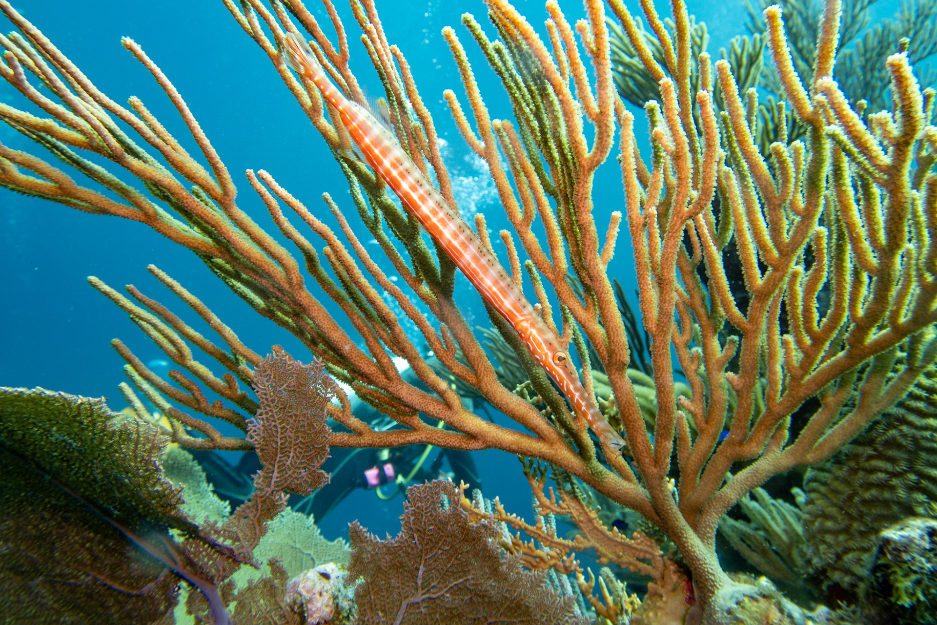 Trumpetfish