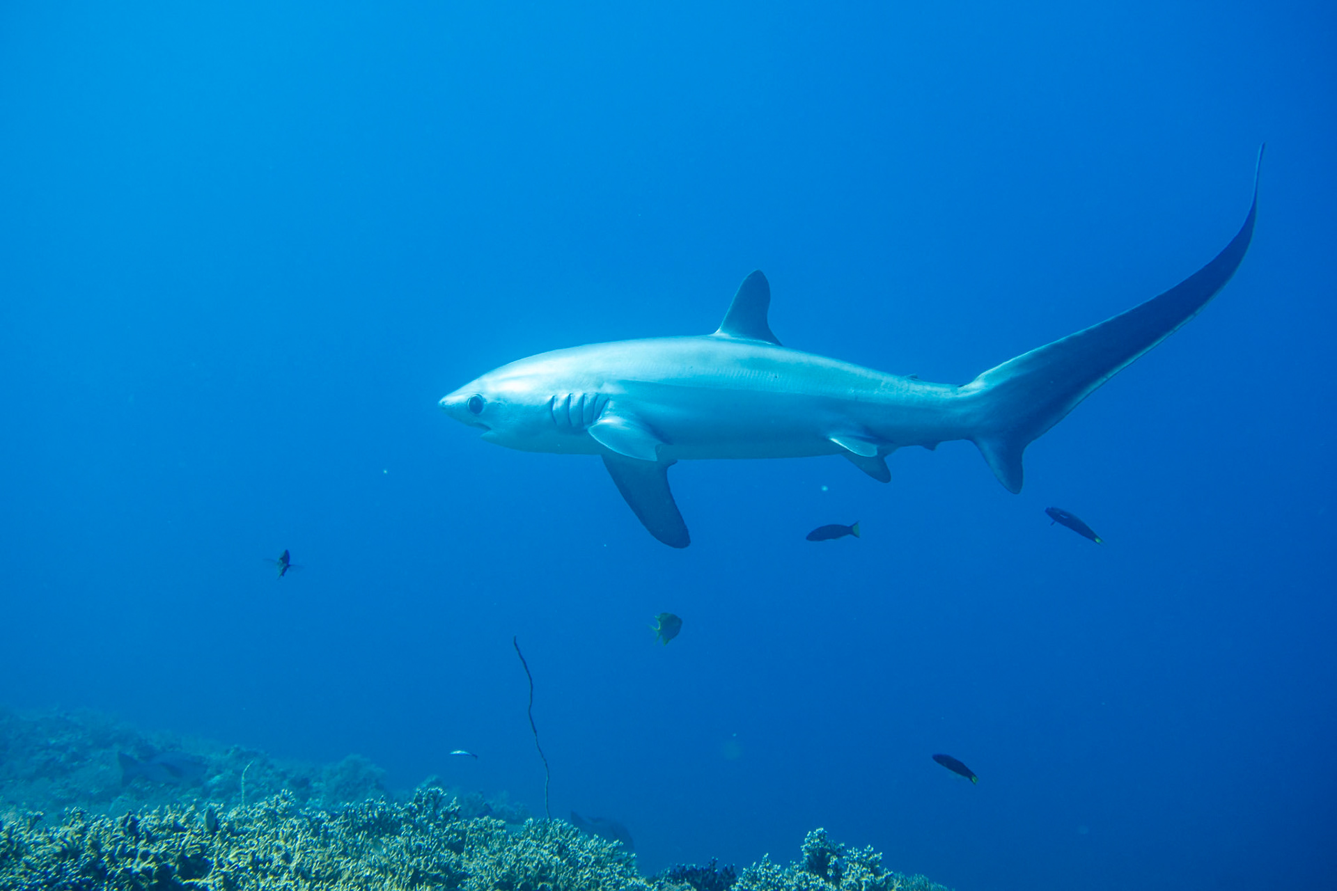 Thresher shark