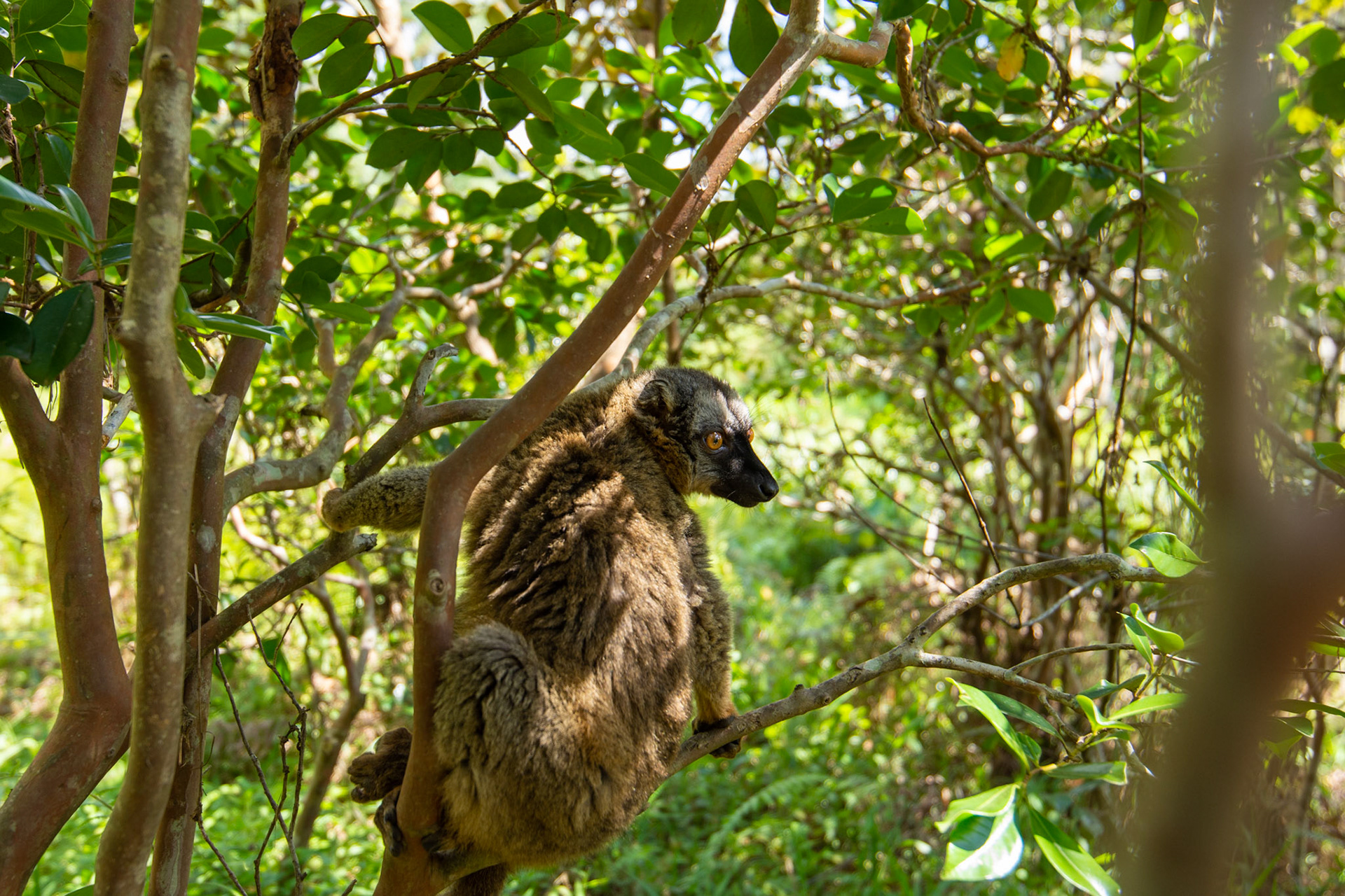 Common brown lemur