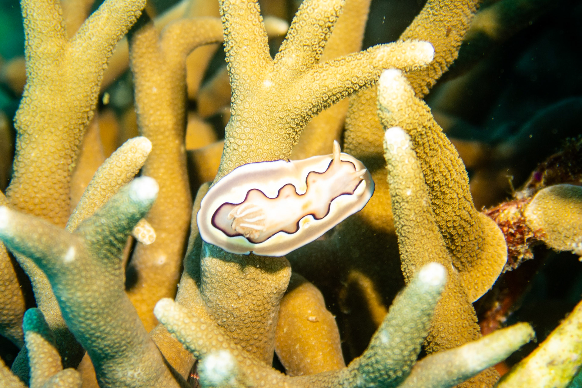 Nudibranch goniobranchus coi