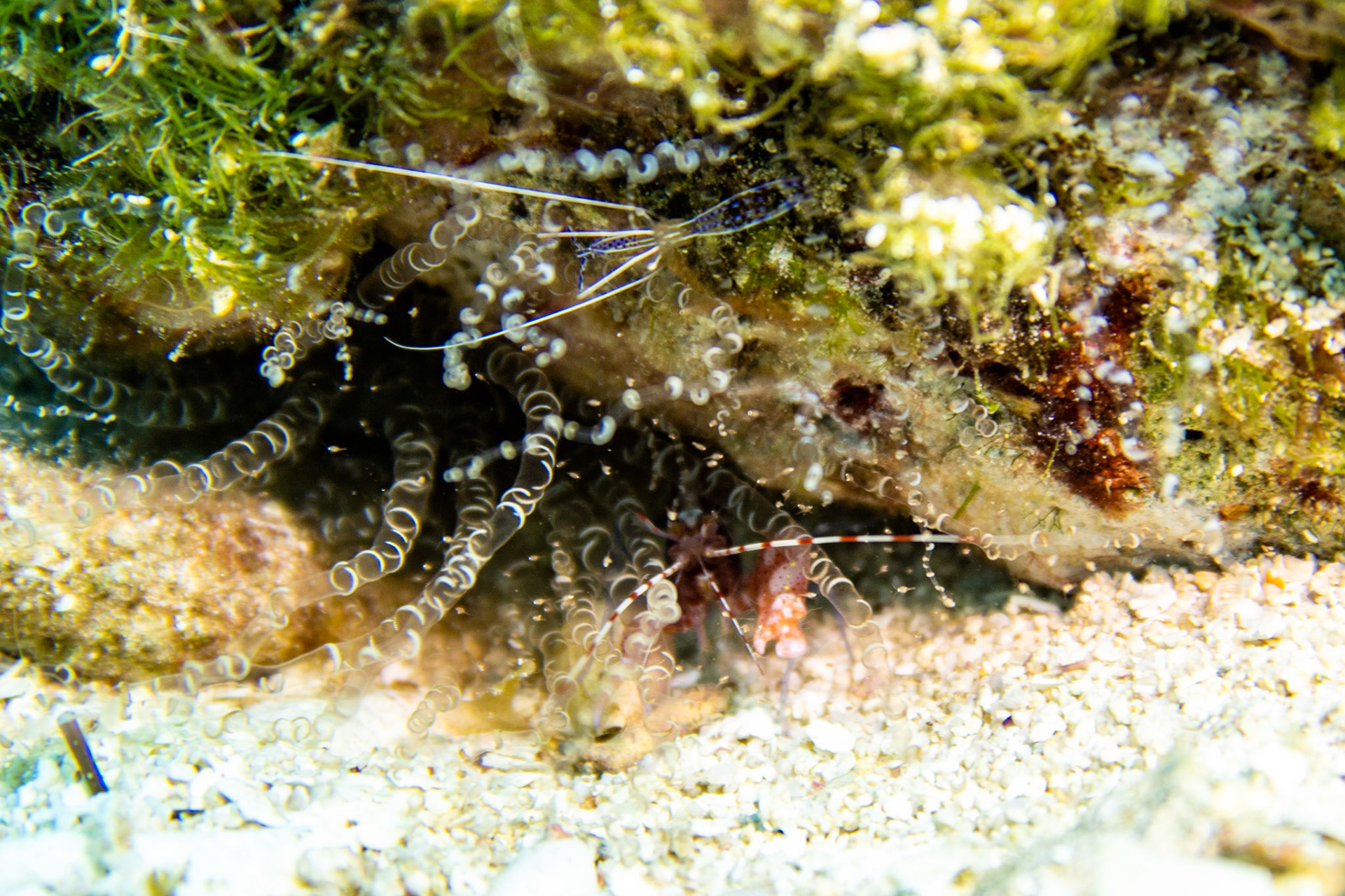 Pederson Shrimp & Red Snapping Shrimp