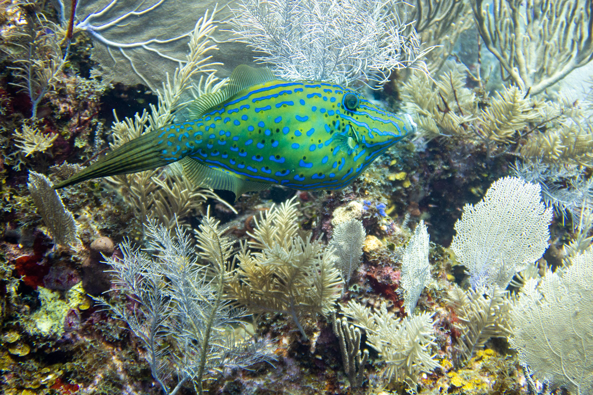 Filefish