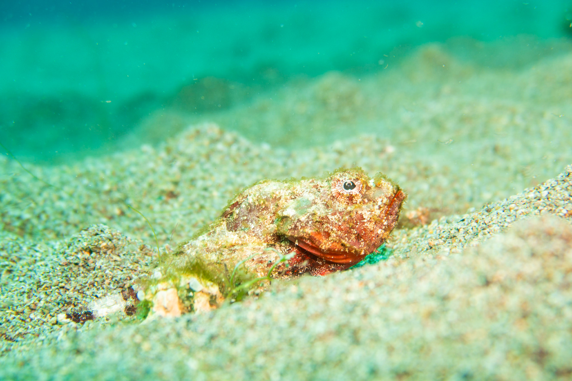 Scorpionfish