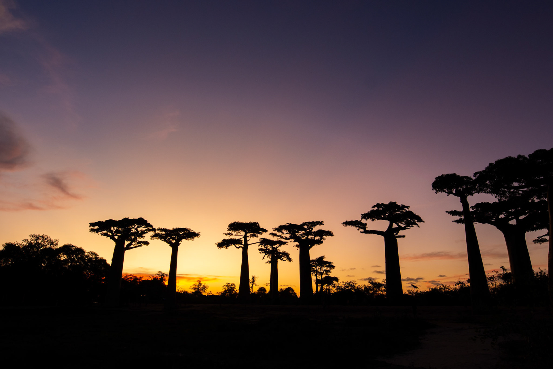 Baobab Alley at sunset