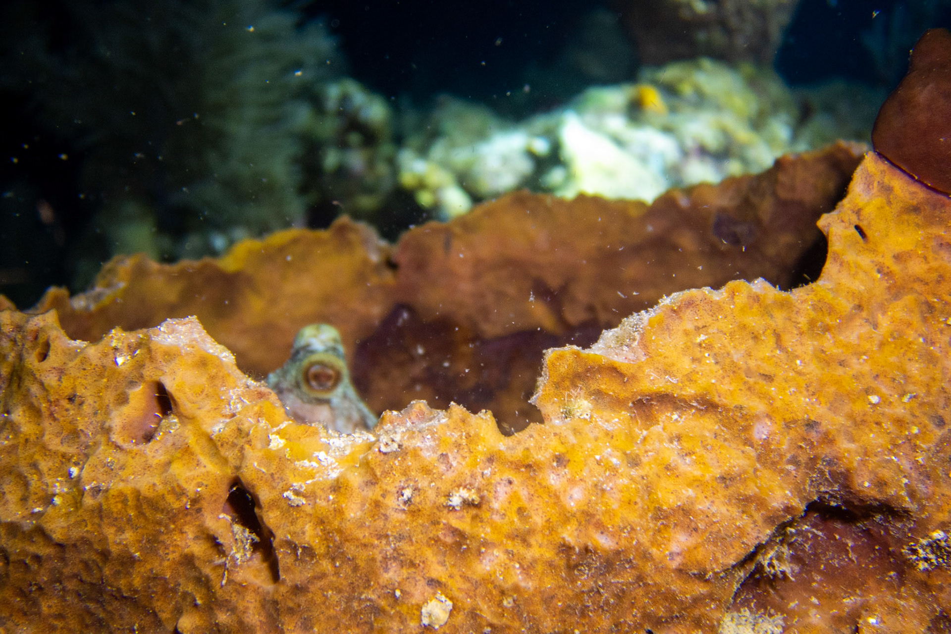 Octopus - Hiding at night