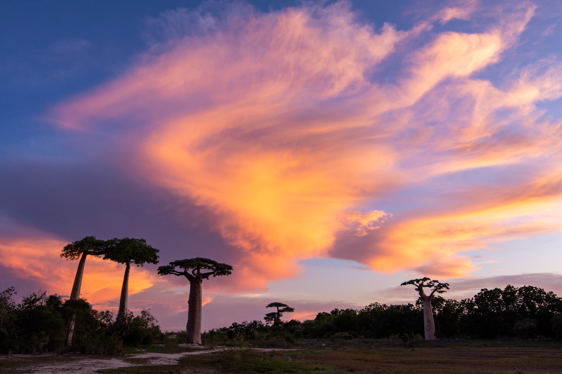 Baobab Alley at sunset