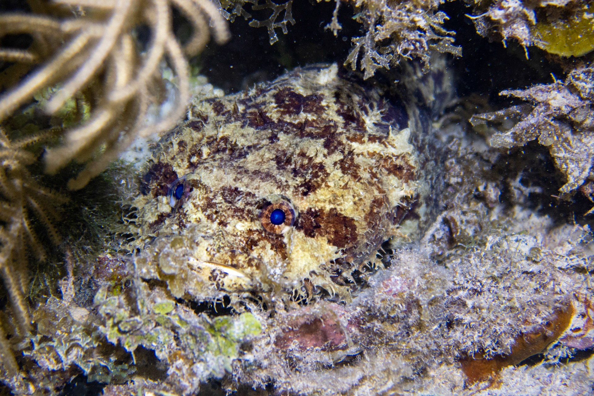 Bearded Toadfish