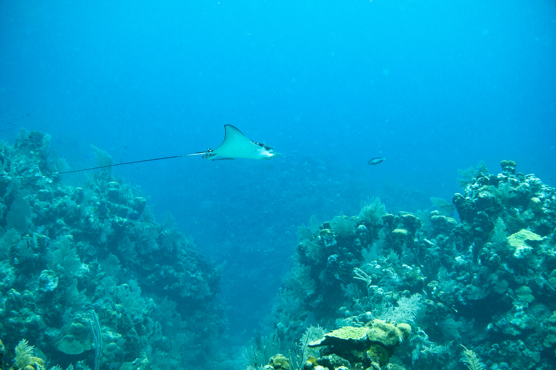 Eagle Ray