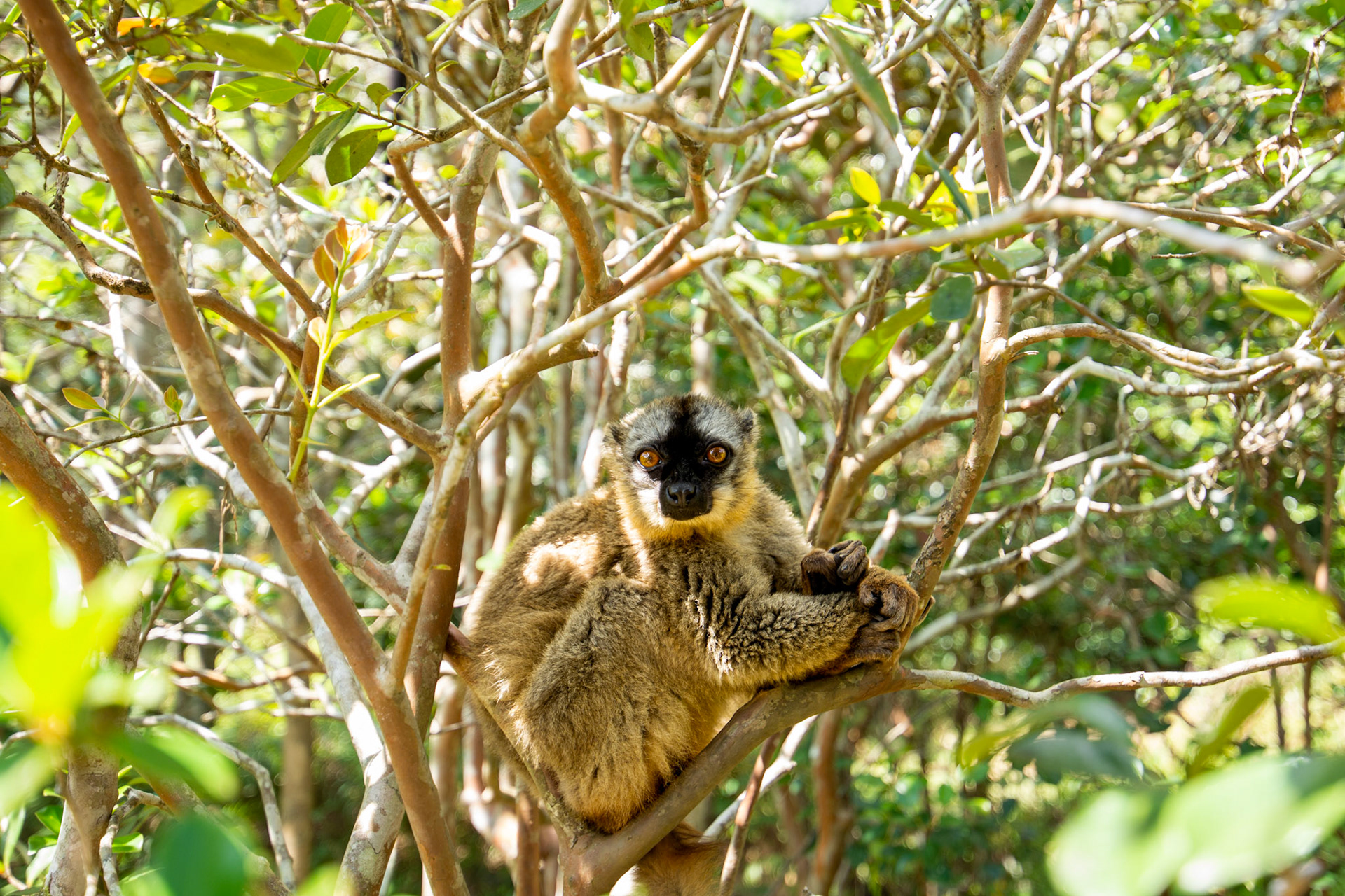 Common brown lemur