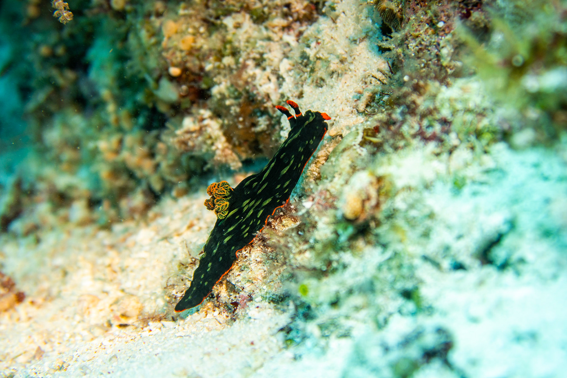 Nudibranch nembrotha kubaryana