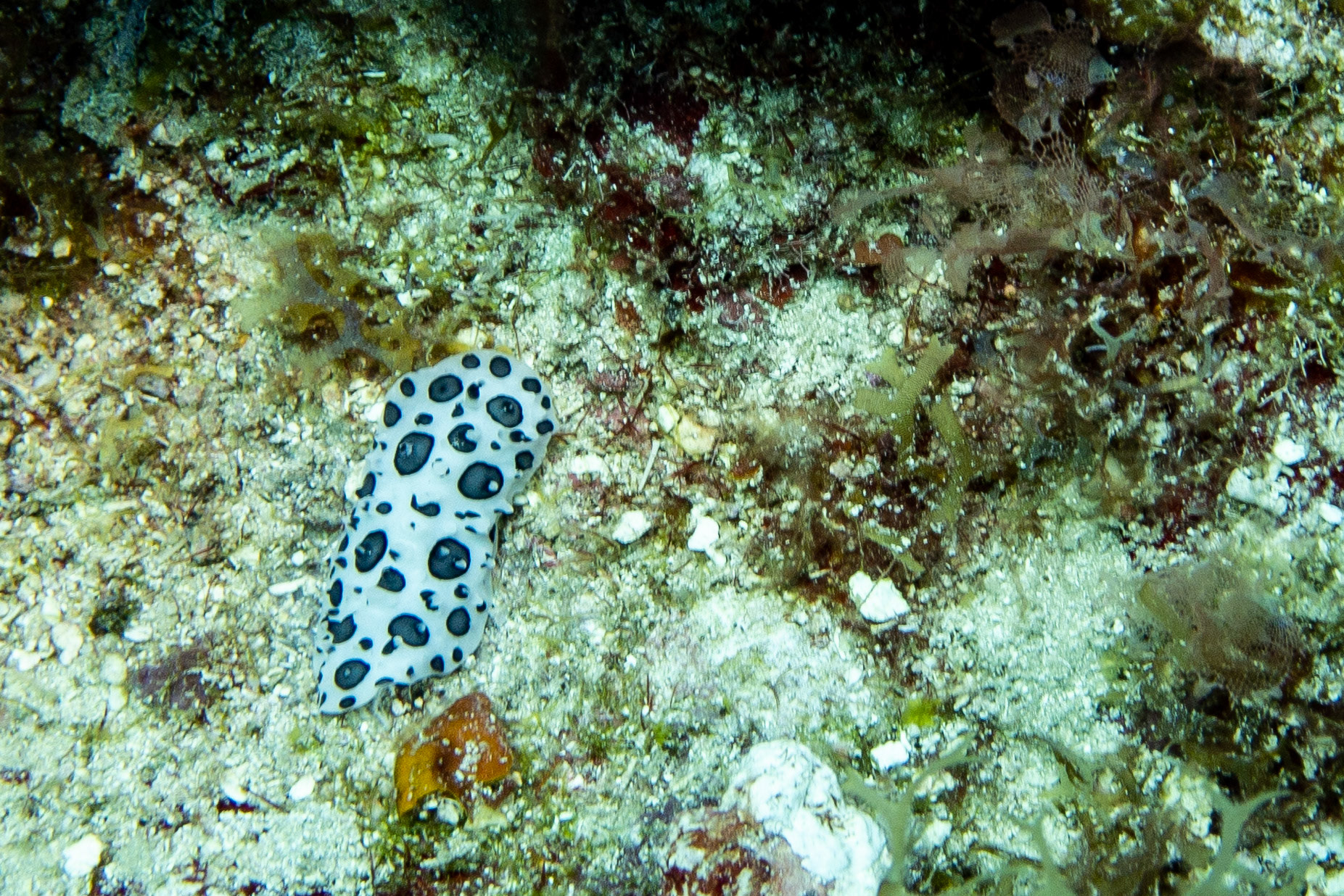 Black Spotted Nudibranch