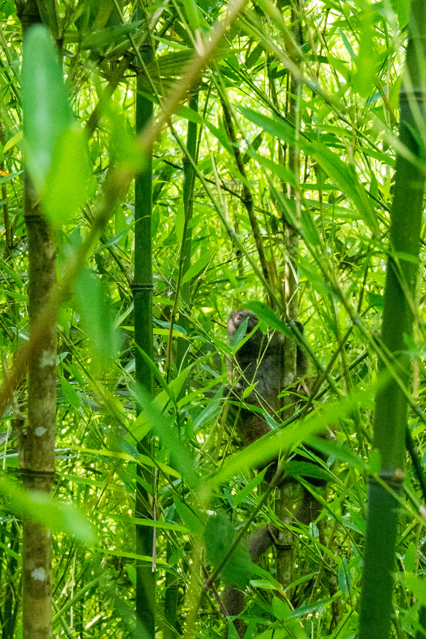 Bamboo lemur