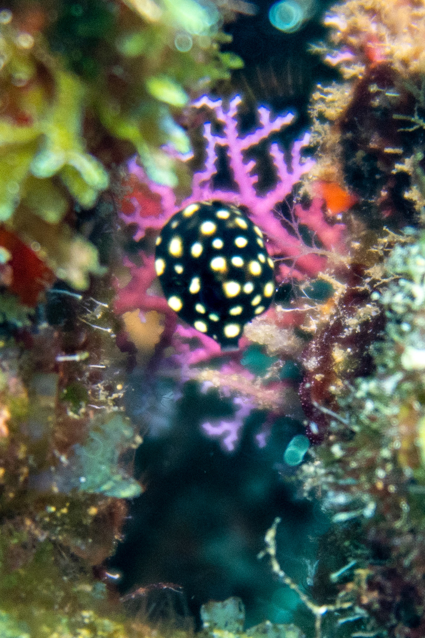 Juvenile Smooth Trunkfish