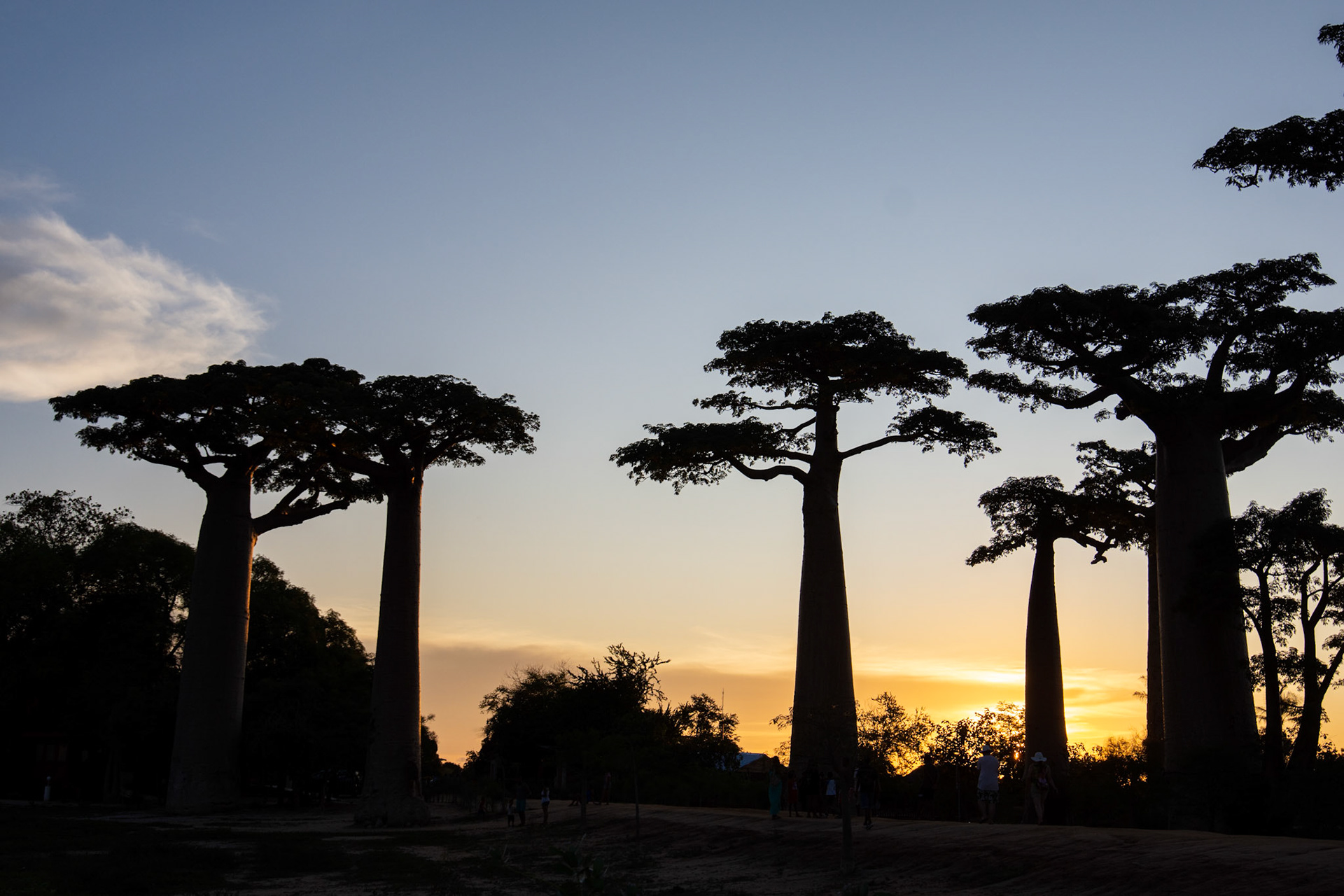 Baobab Alley at sunset