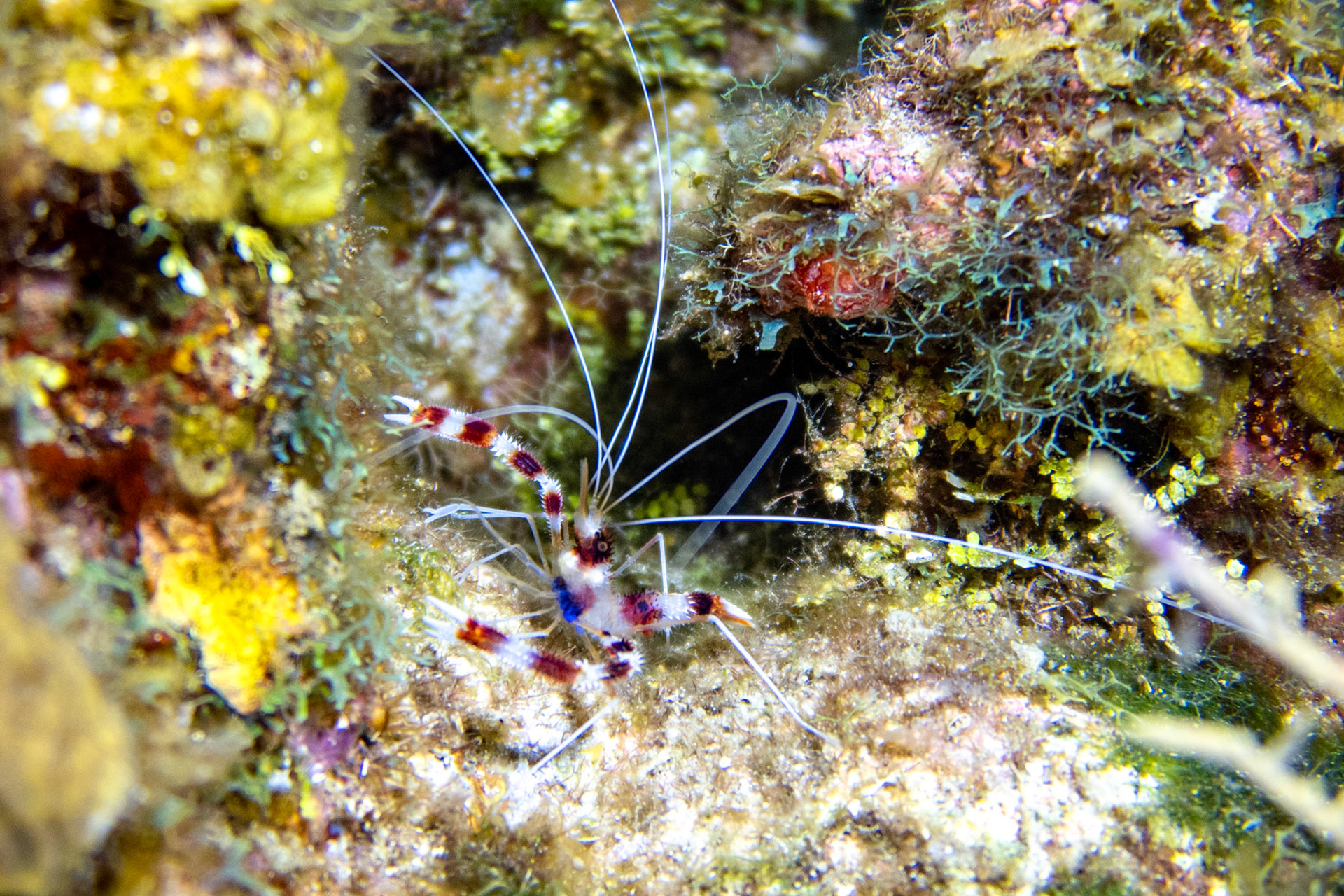Banded Coral Shrimp