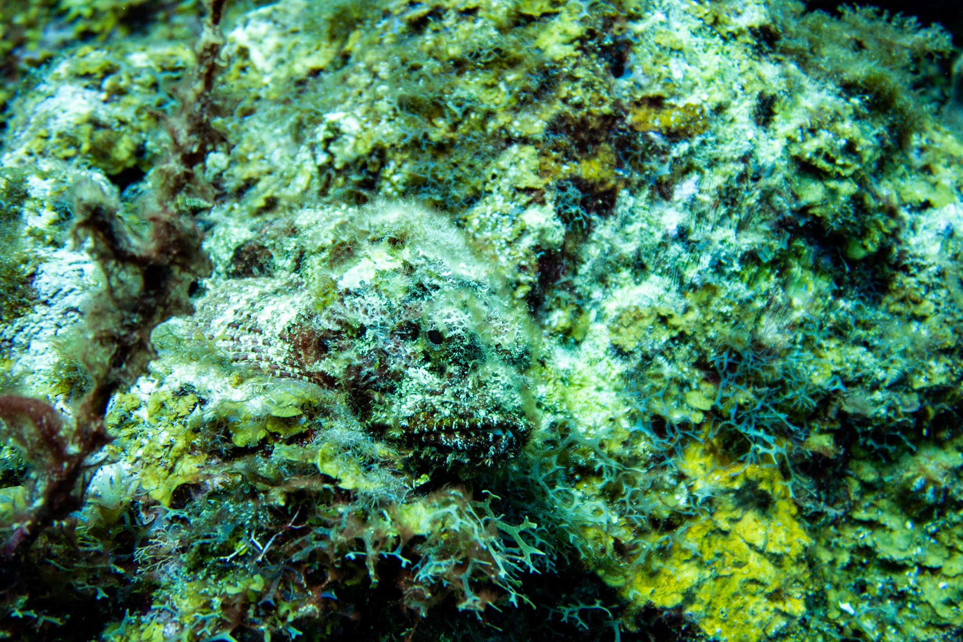 Stonefish