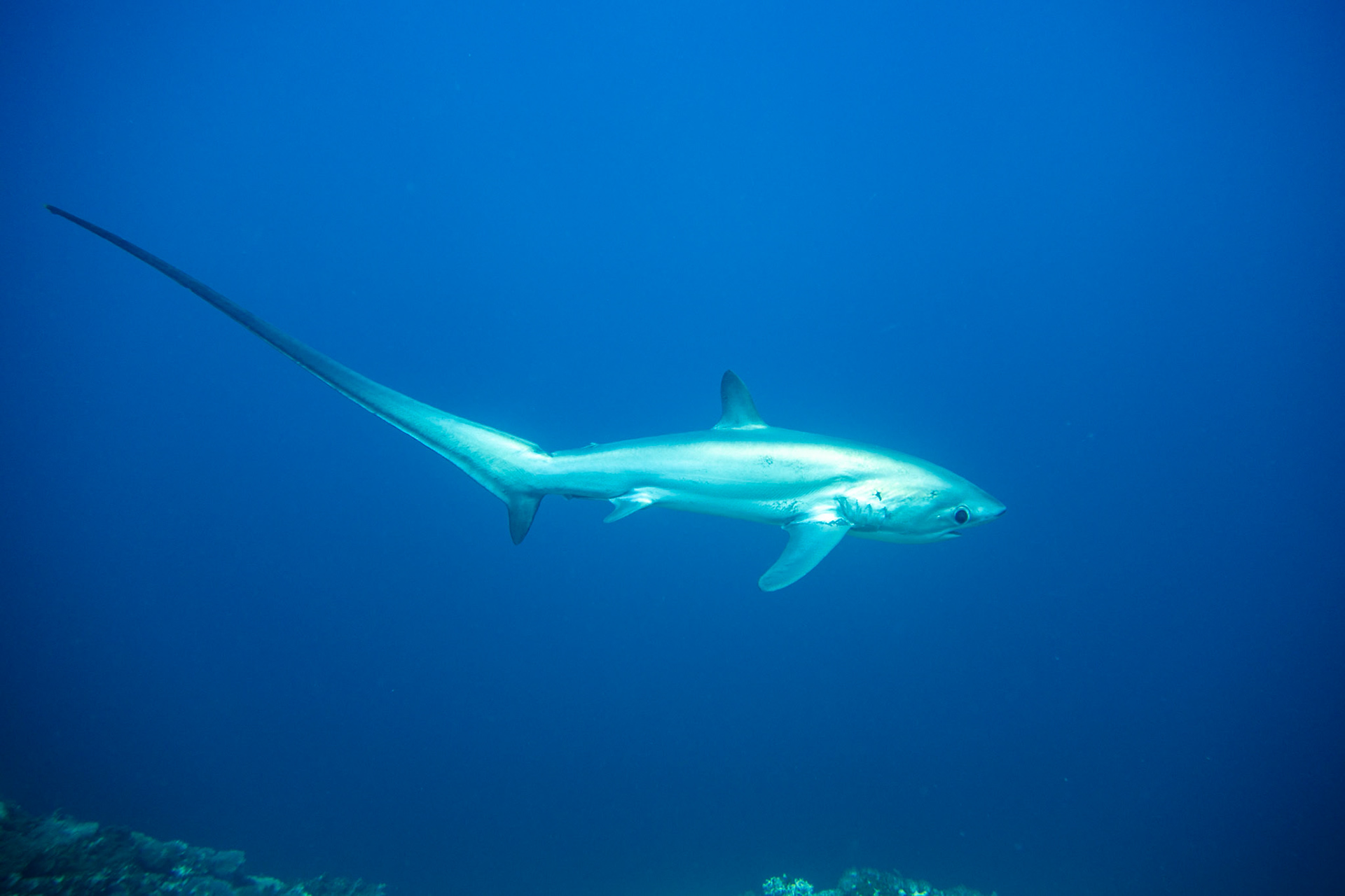Thresher shark