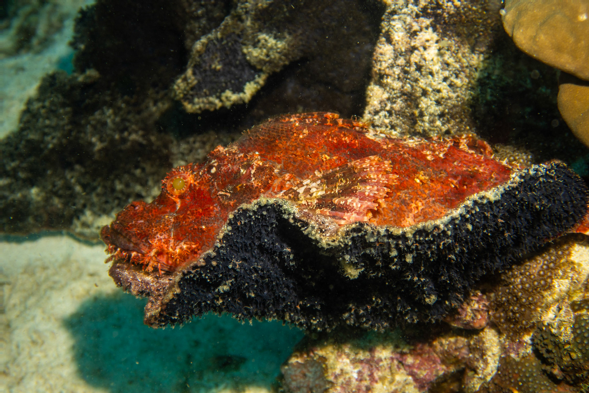 Scorpionfish