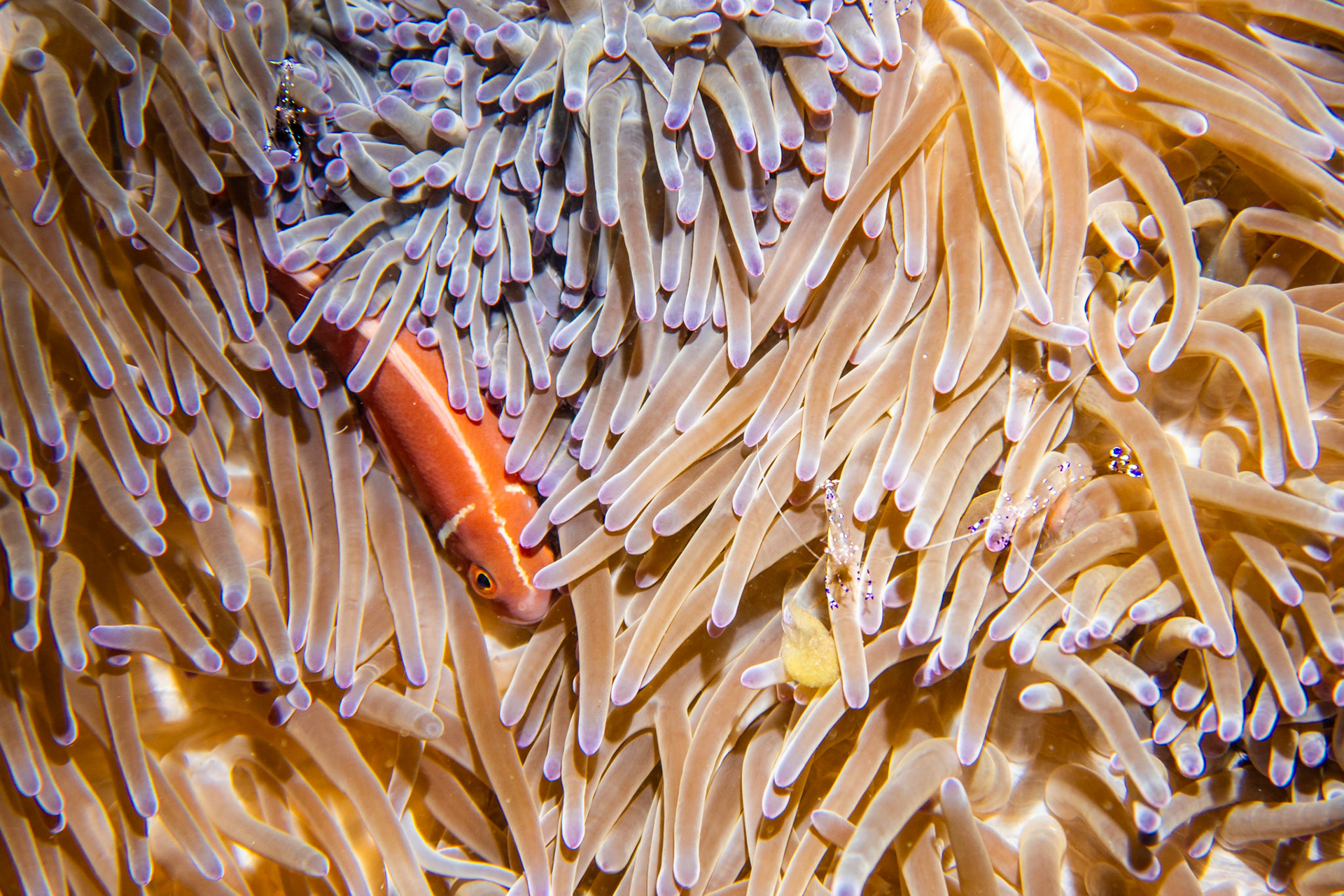 Anemone fish and holthuis anemone shrimp