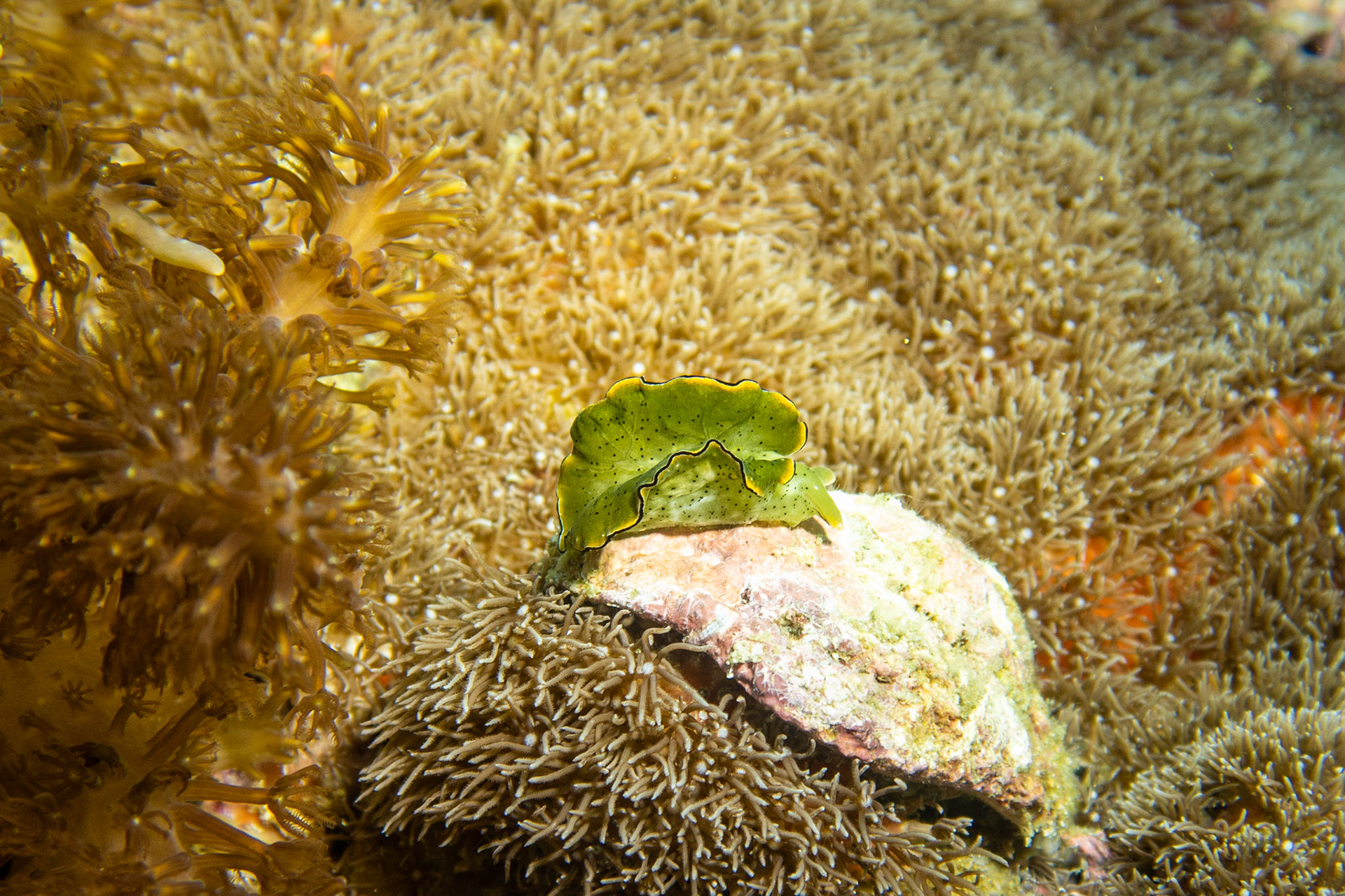 Seaslug elysia grandfolia